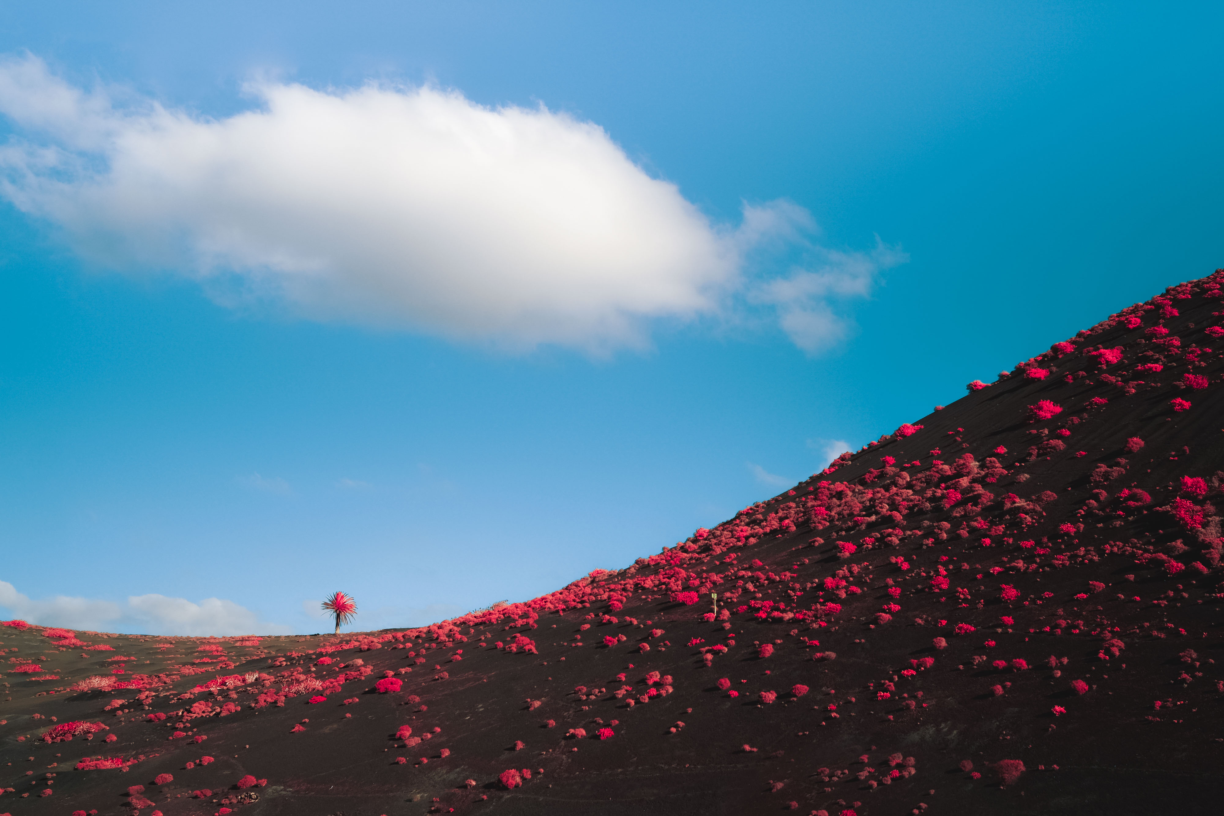 Infrarotfoto einer pinken Pflanze auf Lanzarote, umgeben von braunem Boden, pinken Sträuchern und blauem, bewölktem Himmel. Aufgenommen von Ian Howorth mit einer IR-konvertierten Fujifilm X-T1.