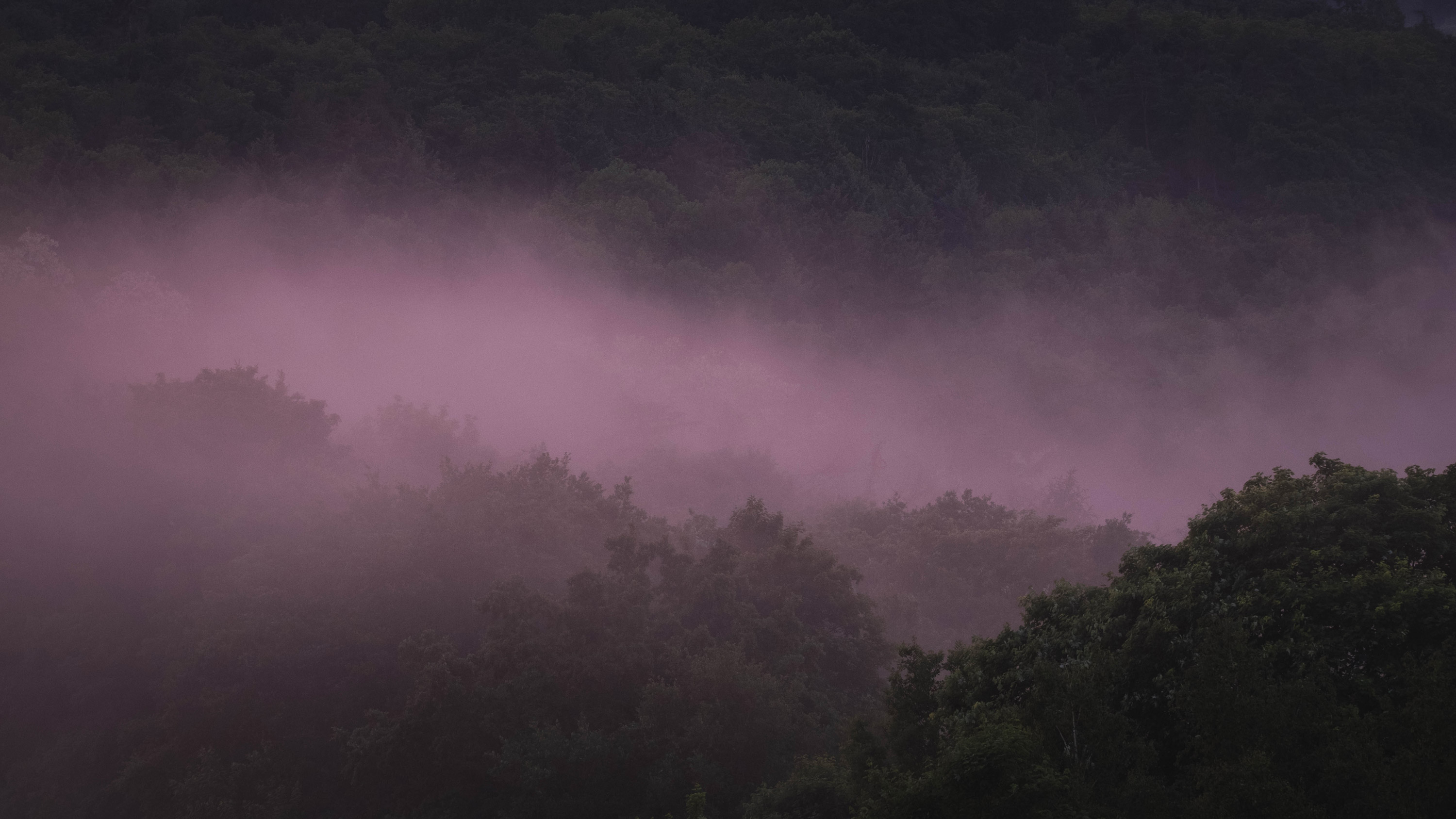 Atmospheric forest shot with fog in soft purple, shot by Vivienne Arnold with a Fujifilm X-T4