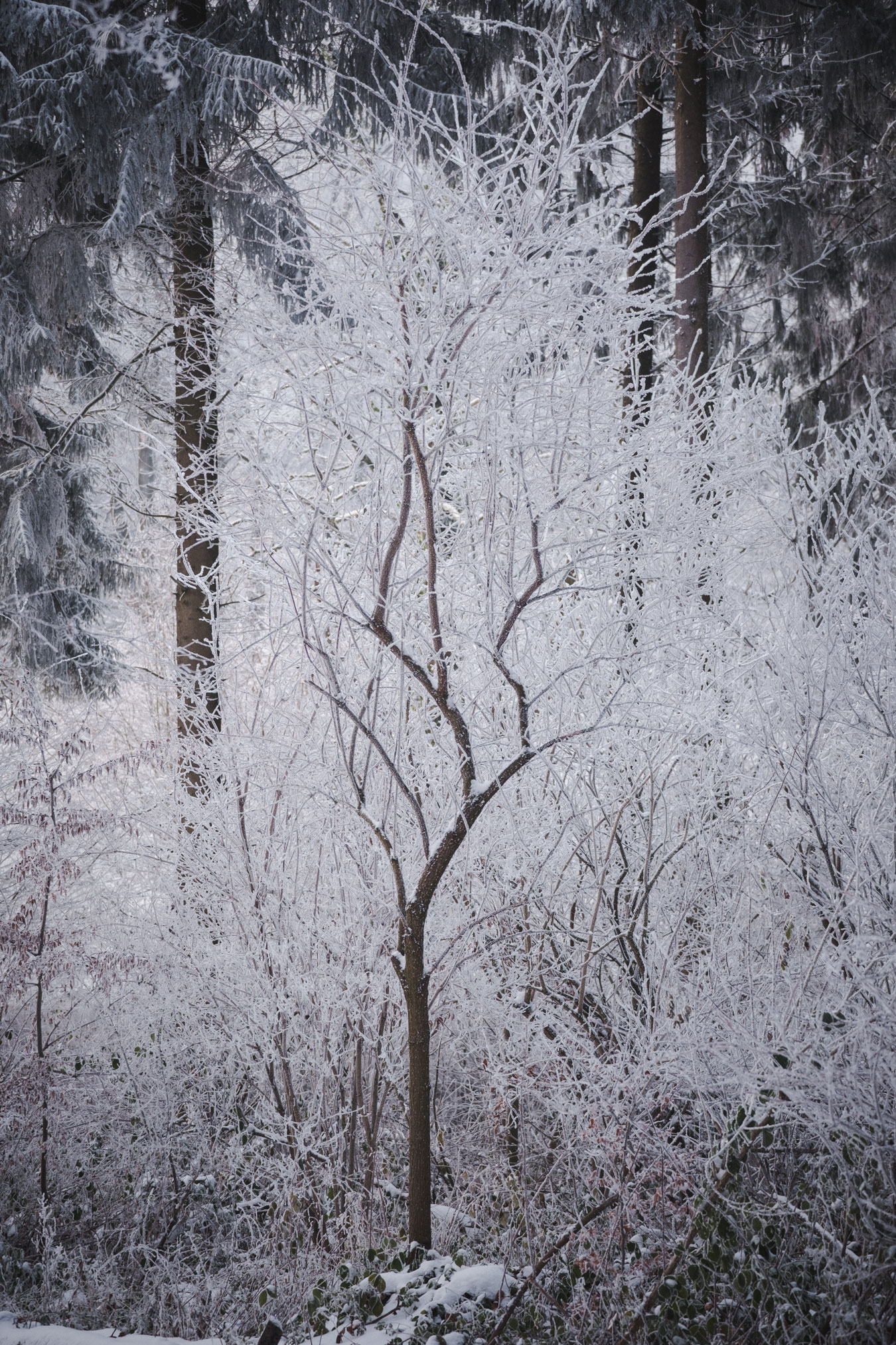 Small tree with snow-covered branches, more snow-covered trees in the background, shot by Vivienne Arnold with a Fujifilm X-H2S