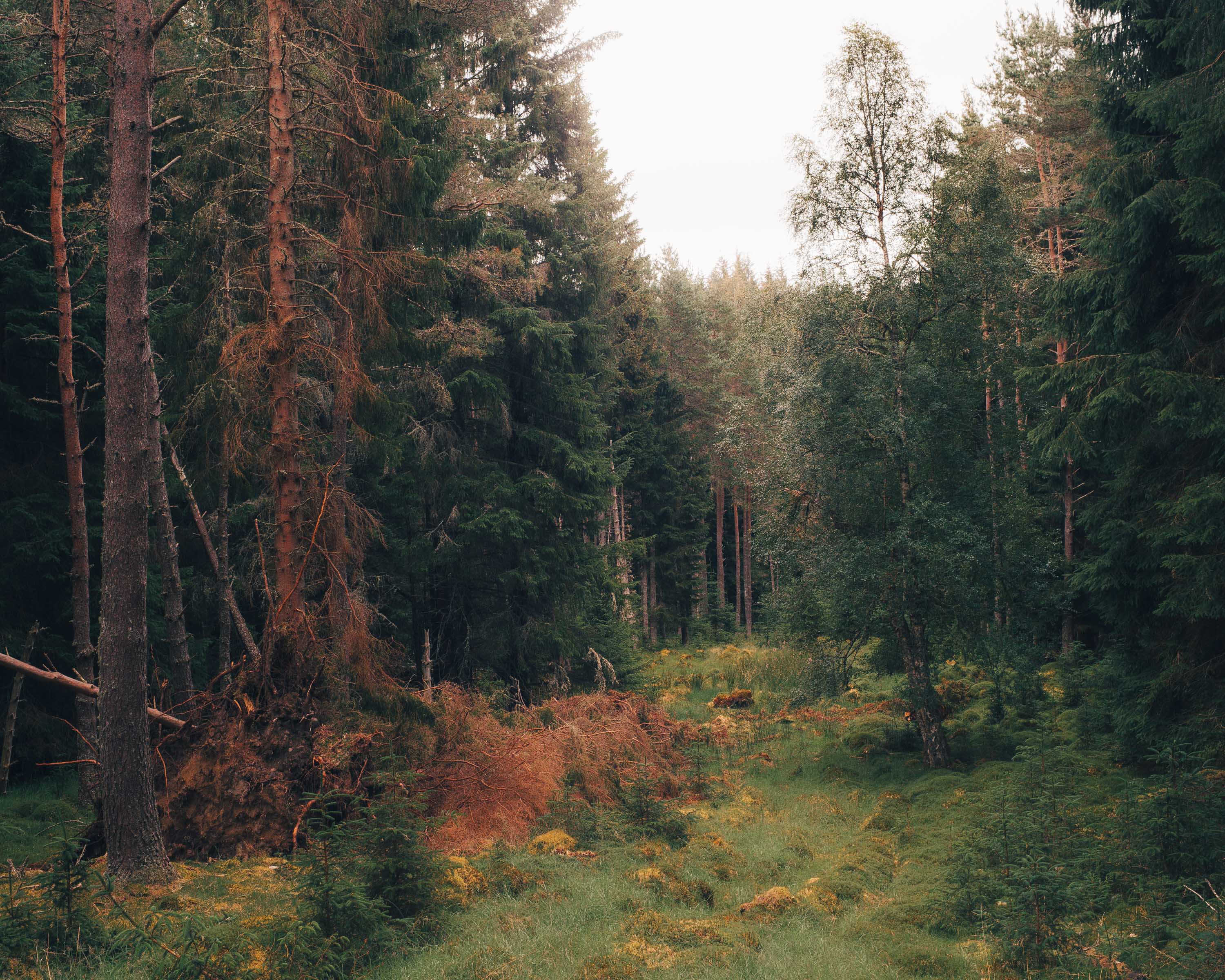 A dense woodland in Scotland. Taken on the Fujifilm GFX 50R by Ian Howorth. 