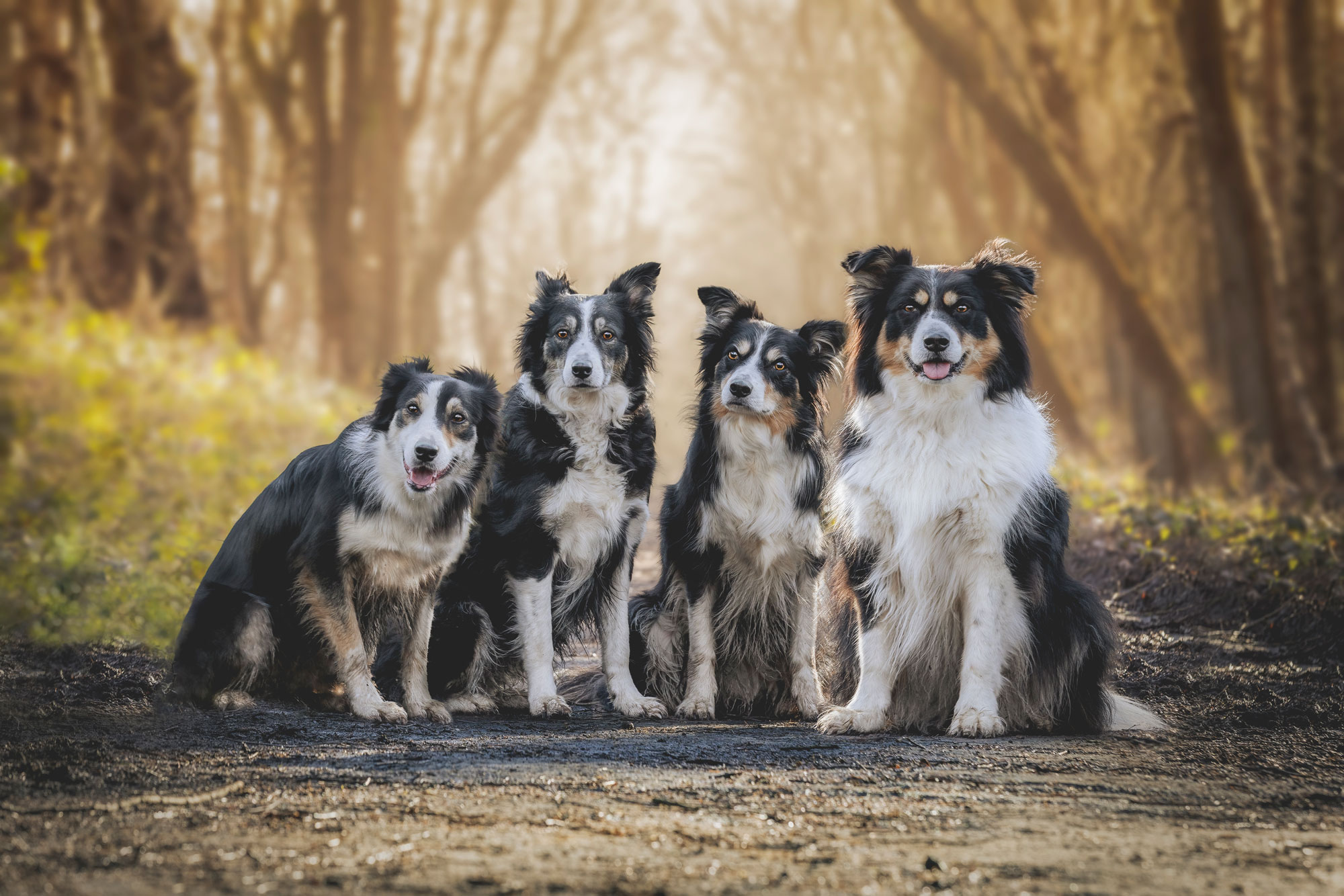 Vier Collies sitzen auf einem Weg