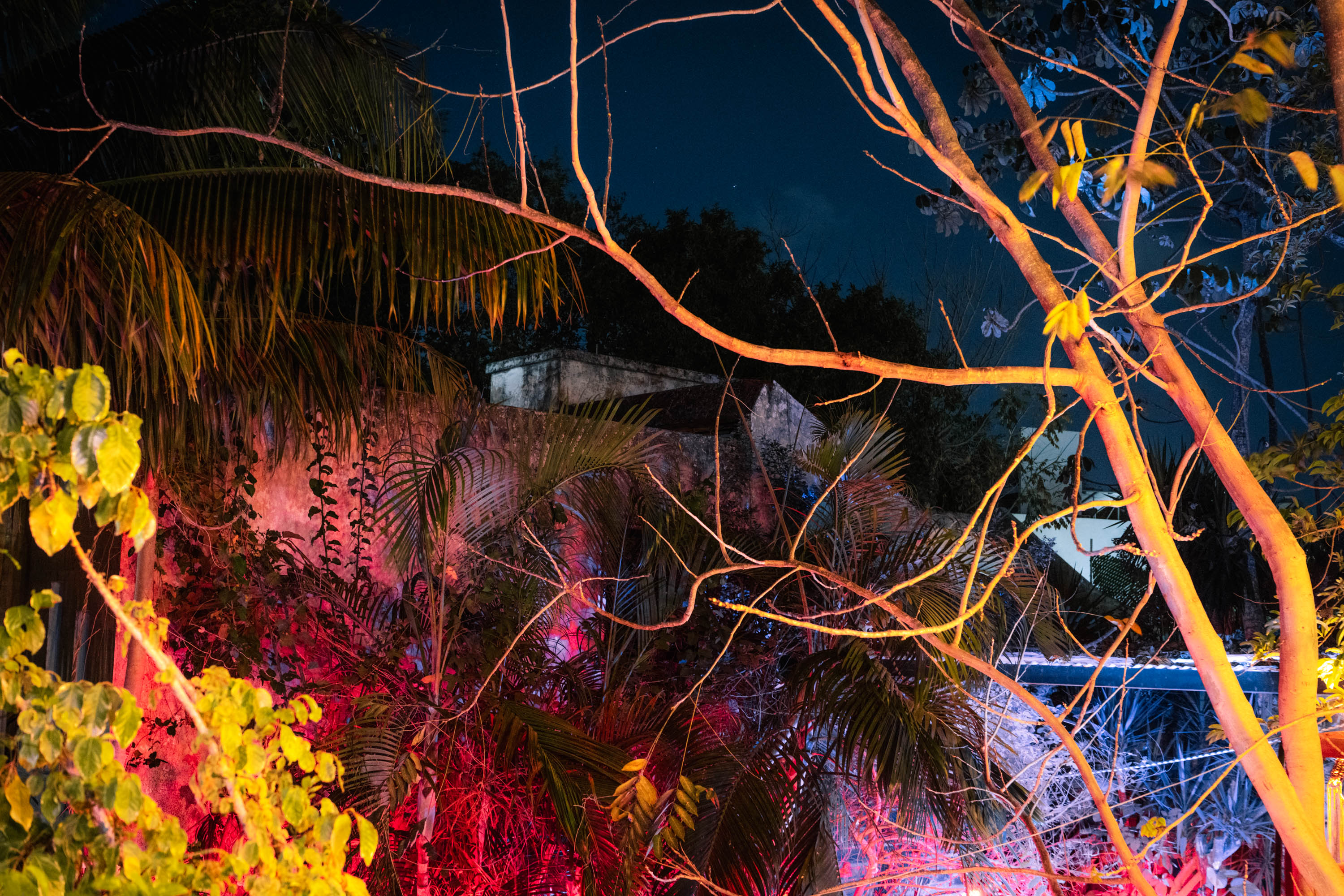 Plants and foliage illuminated by a variety of colours in Mexico. By Ian Howorth.