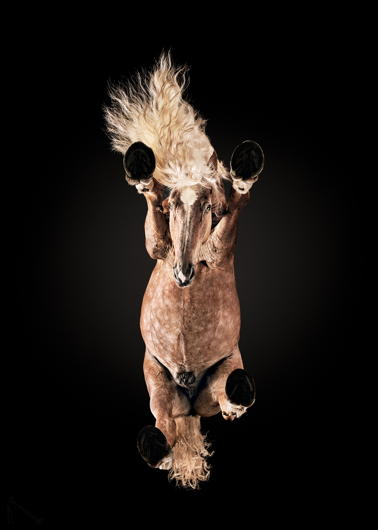 ‘Under-Horse’ by photographer Andrius Burba, the heaviest and longest-maned horse in Lithuania shot from below against a black background