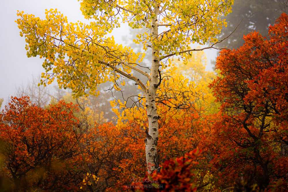A group of trees with fall colors: orange, yellow and red.