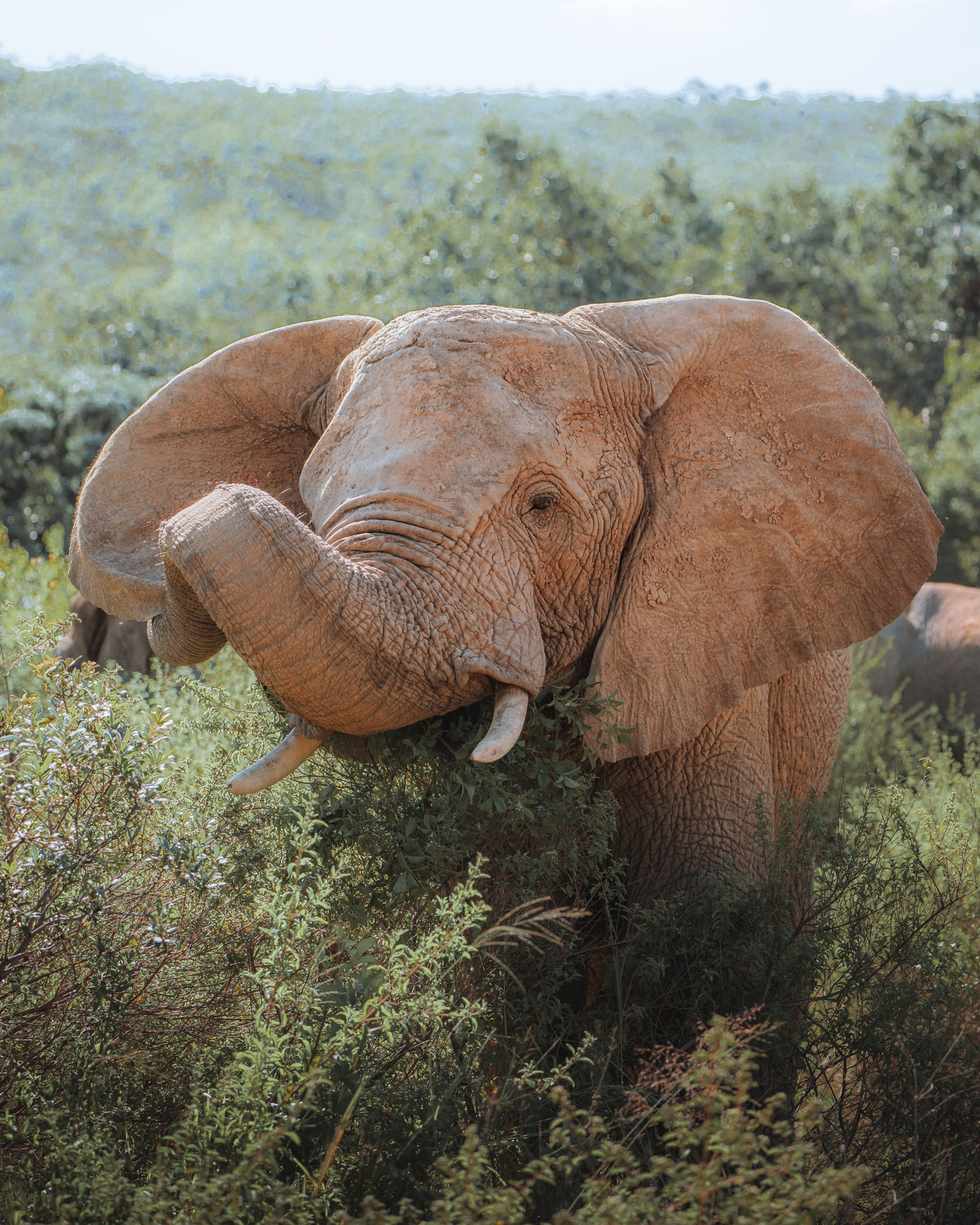 Close-up van een olifant tussen groene struiken, gefotografeerd door Ester Turri met een Sony A7 IV