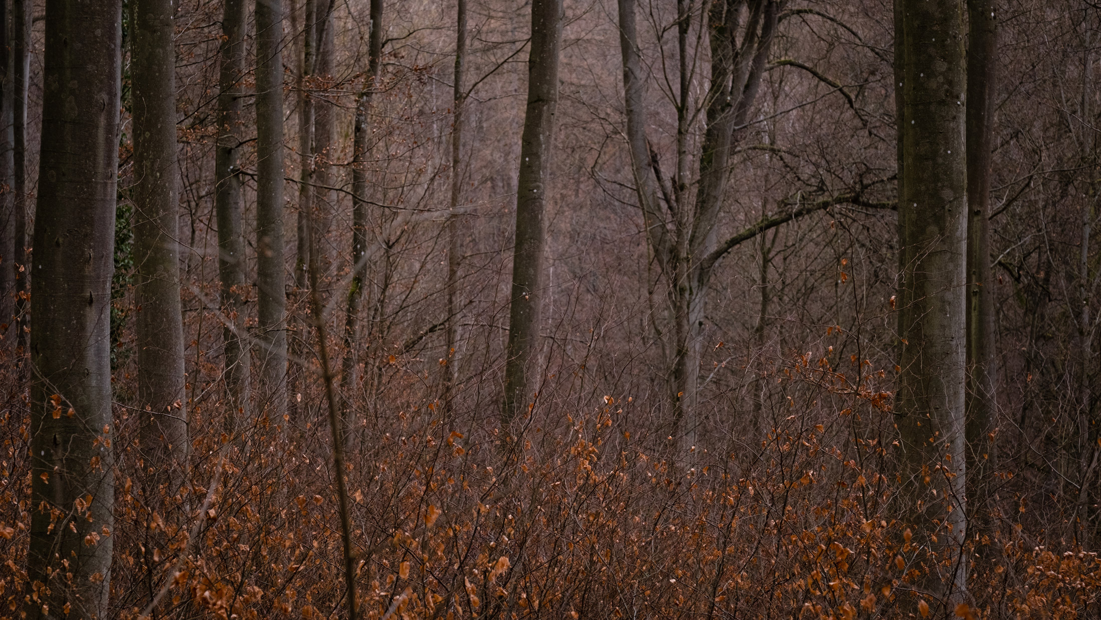 Forest shot with bare trees and shrubs with orange leaves in the foreground, shot by Vivienne Arnold with a Fujifilm X-H2S