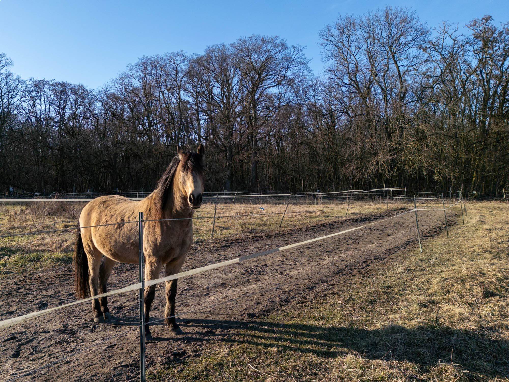 Ein braunes Pferd steht auf einer eingezäunten Weide in Brandenburg vor einem kahlen Wald unter blauem Himmel. Aufgenommen von Joel Arias mit einer DJI Mini 3 Pro.