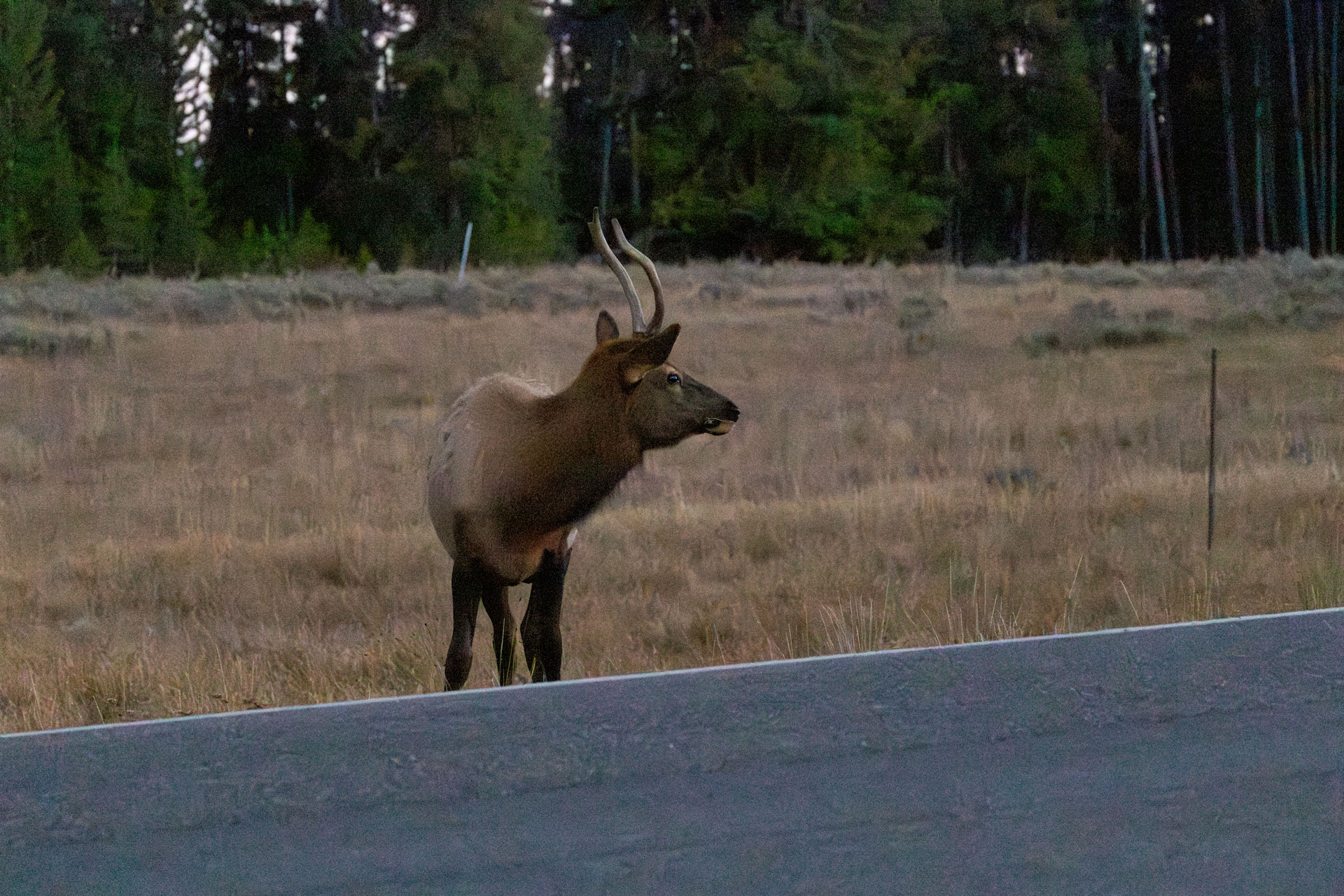 Image of a mule deer in Yellowstone National Park just after sunset with denoise filter