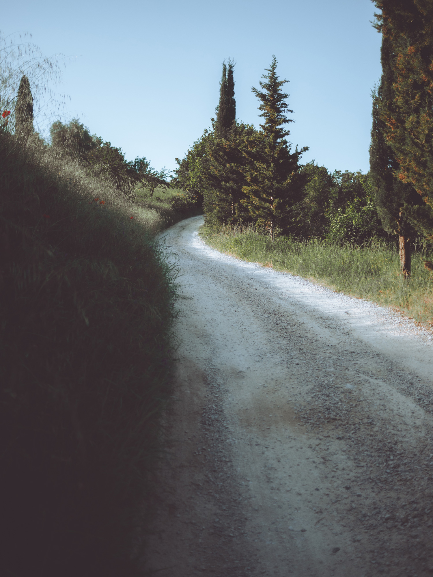 A road in Petrolo, Tuscany. There is grass and trees and either side of the road and blue sky in the background.