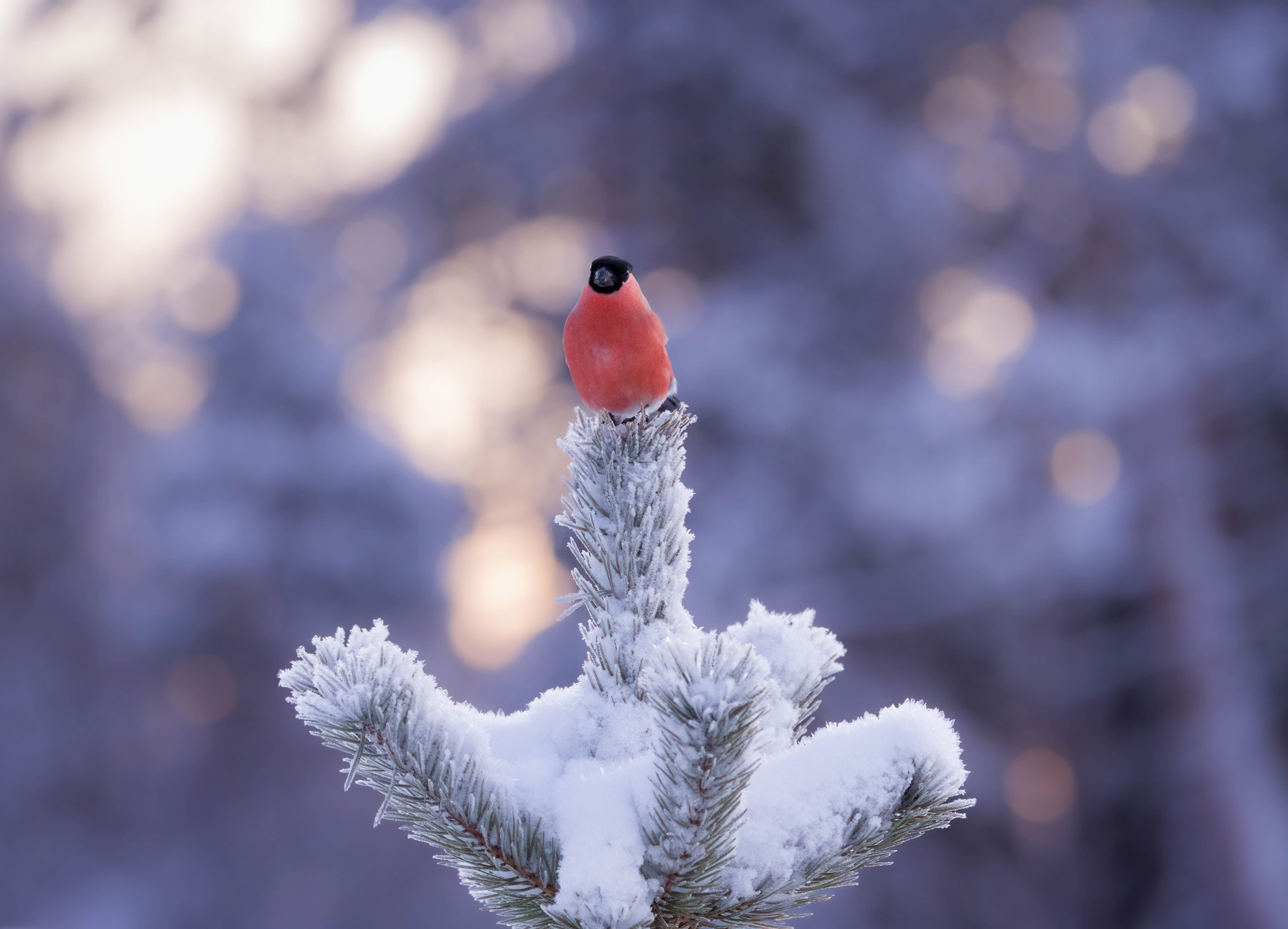 Een goudvink op een besneeuwde boom in Conny Lundstrom, Zweden.
