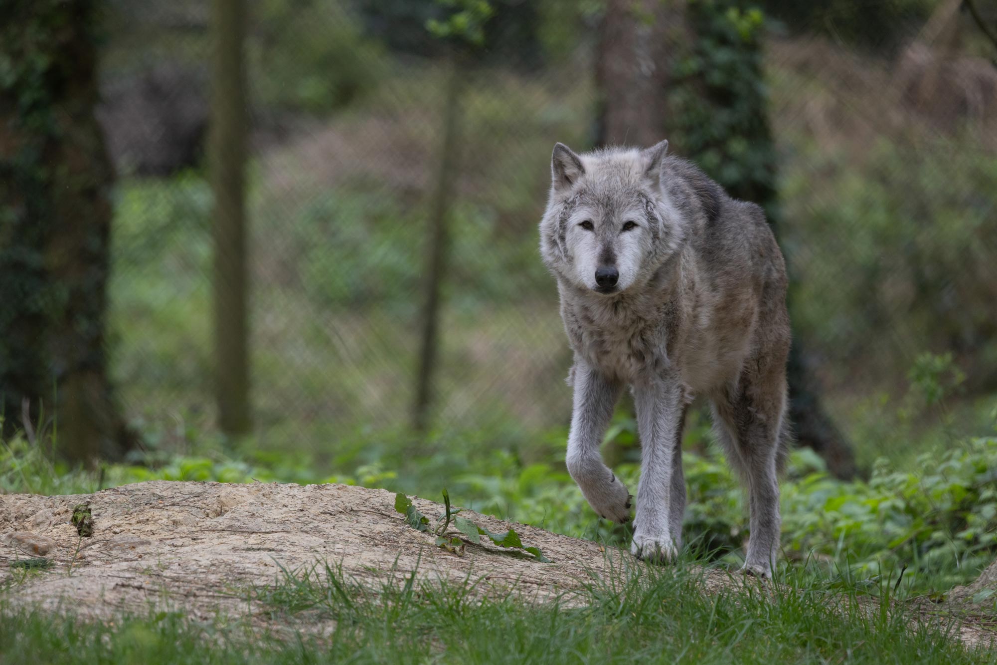 A grey wolf stares straight into the camera, walking around a wildlife reserve. The woods are visible in the background, along with a chain-link fence.