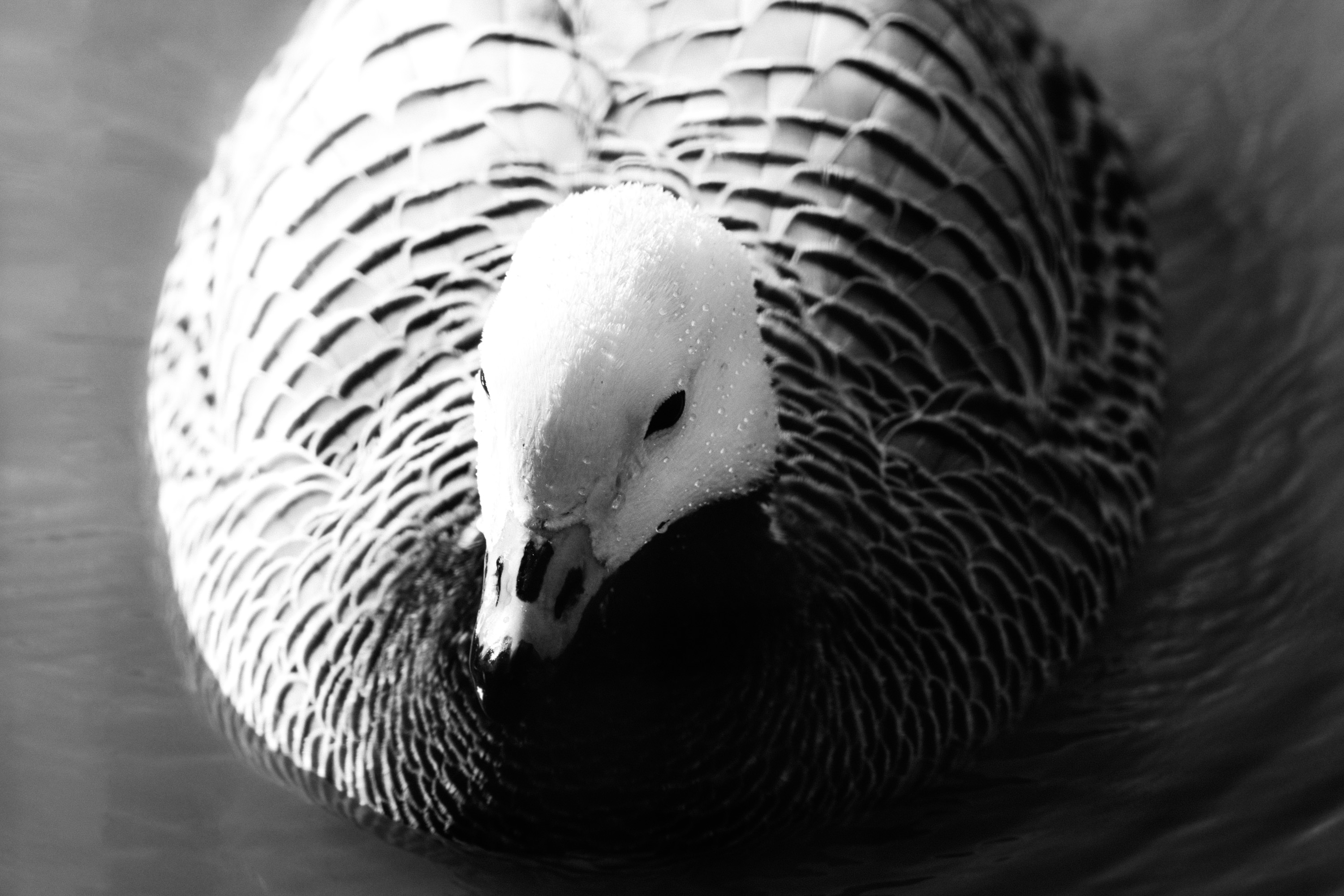 A black and white Cape Barren Goose bird swimming in a lake.