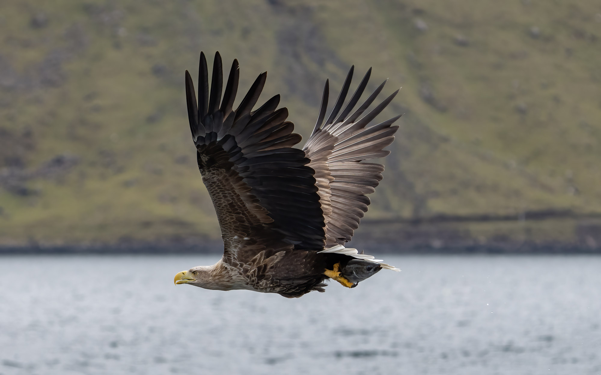 A flying White Tailed Eagle captured by Jason Fenton using the Sony A1 and Sony FE 200-600mm f/5.6-6.3 G OSS.