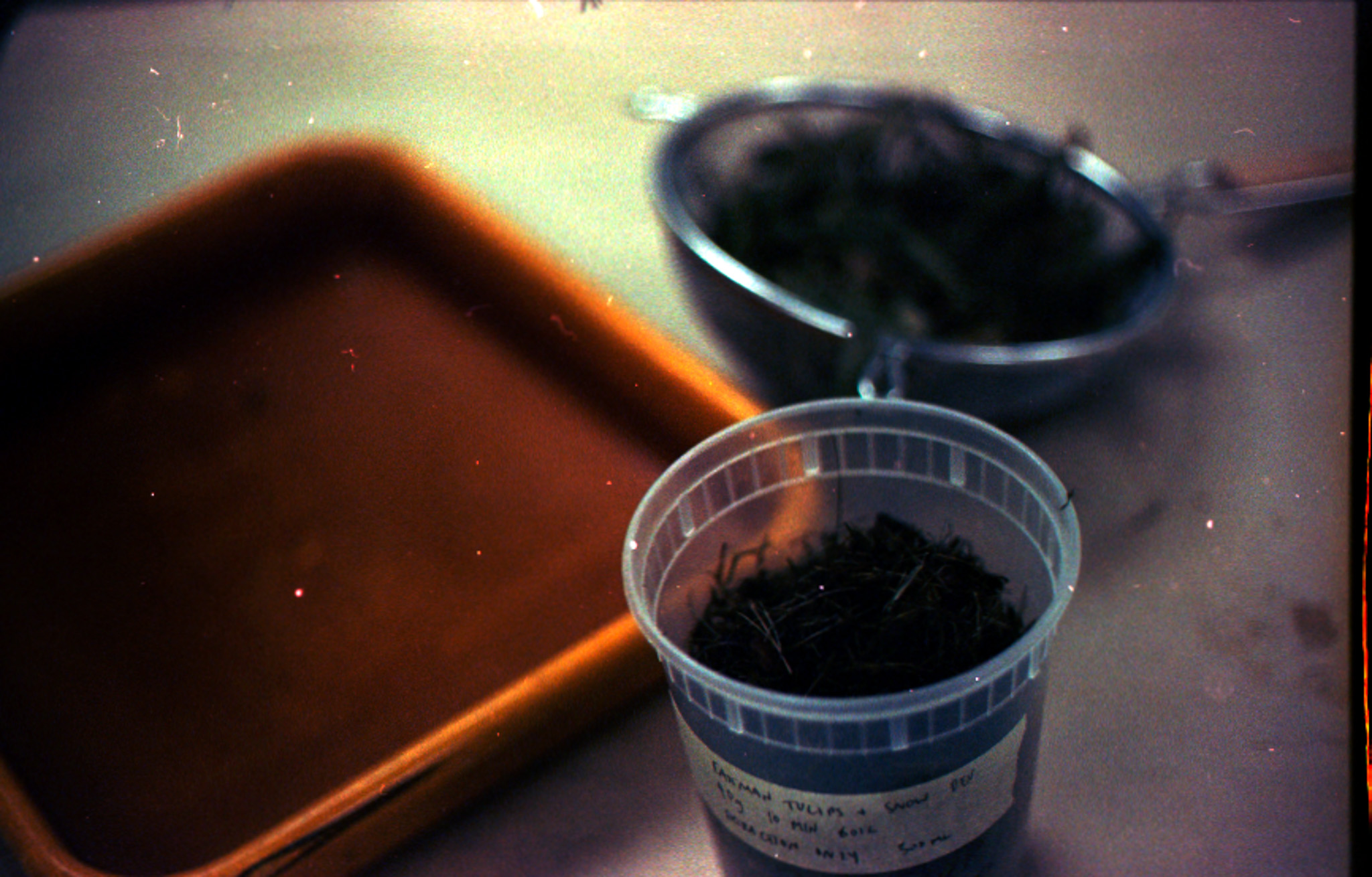 Darkroom equipment with foraged plants