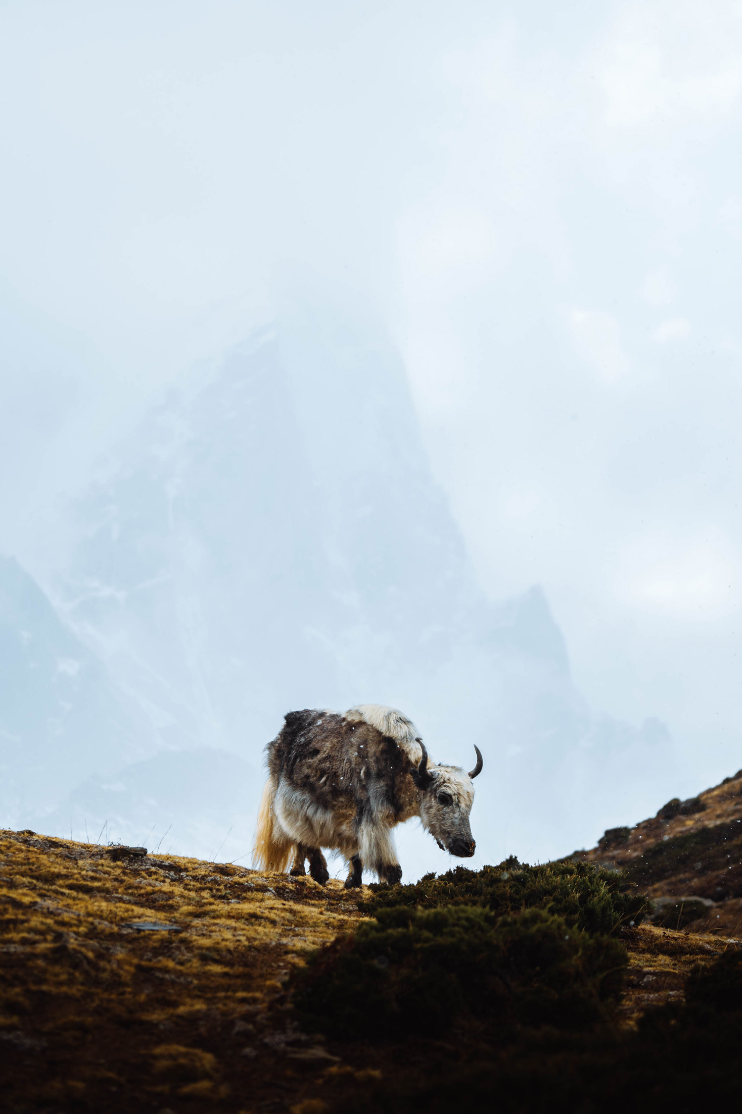 A yak walks on a grassy hillside with a mountain in the background, shot by Jack Anstey with the Sony Alpha A7 IV and the Sony FE 70-200mm f/4 G OSS.