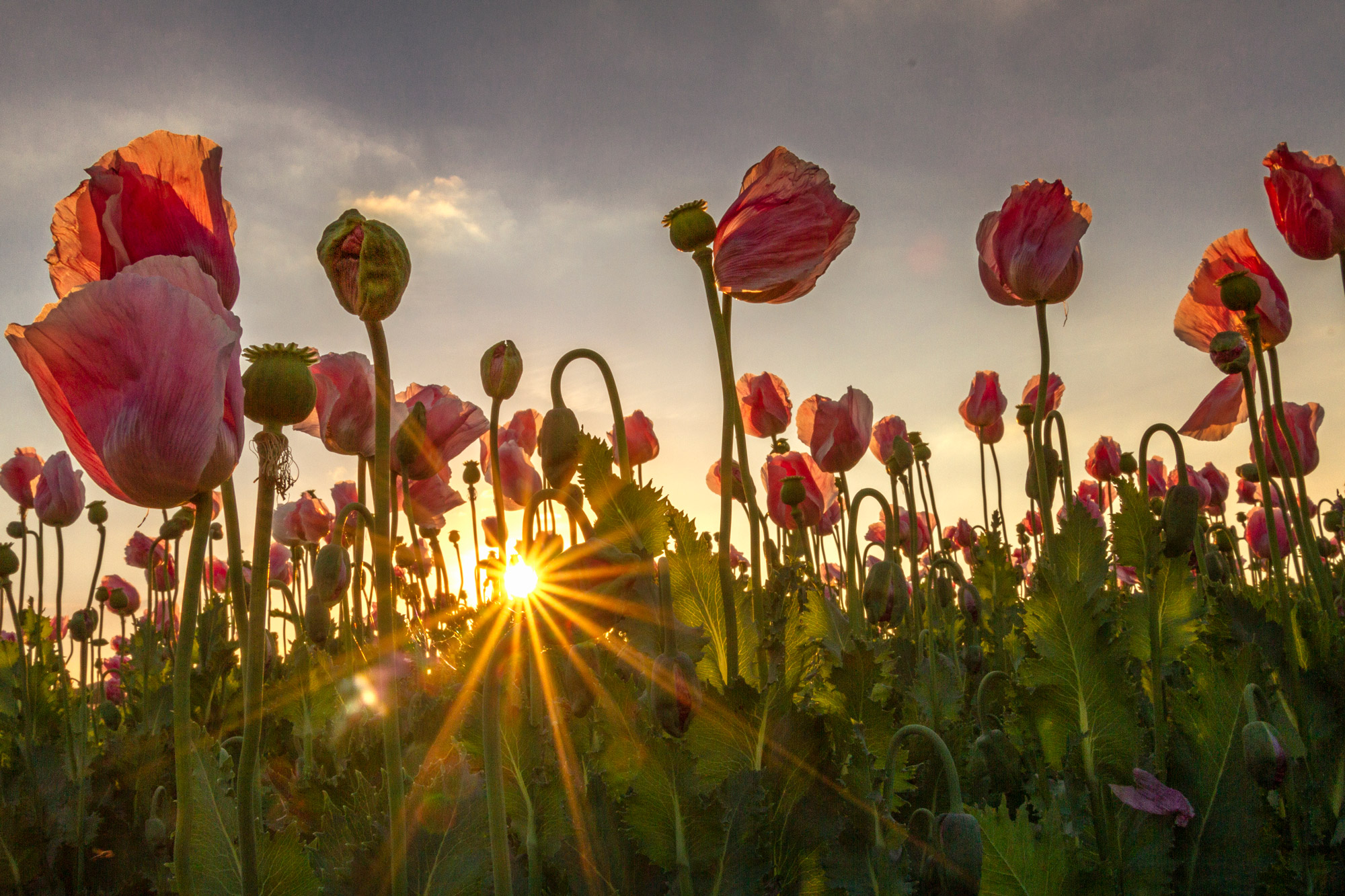 Poppy field photographed from the frog's perspective, the sun flashes through in the background, photographed by Mathias Faber with the Canon EOS 7D