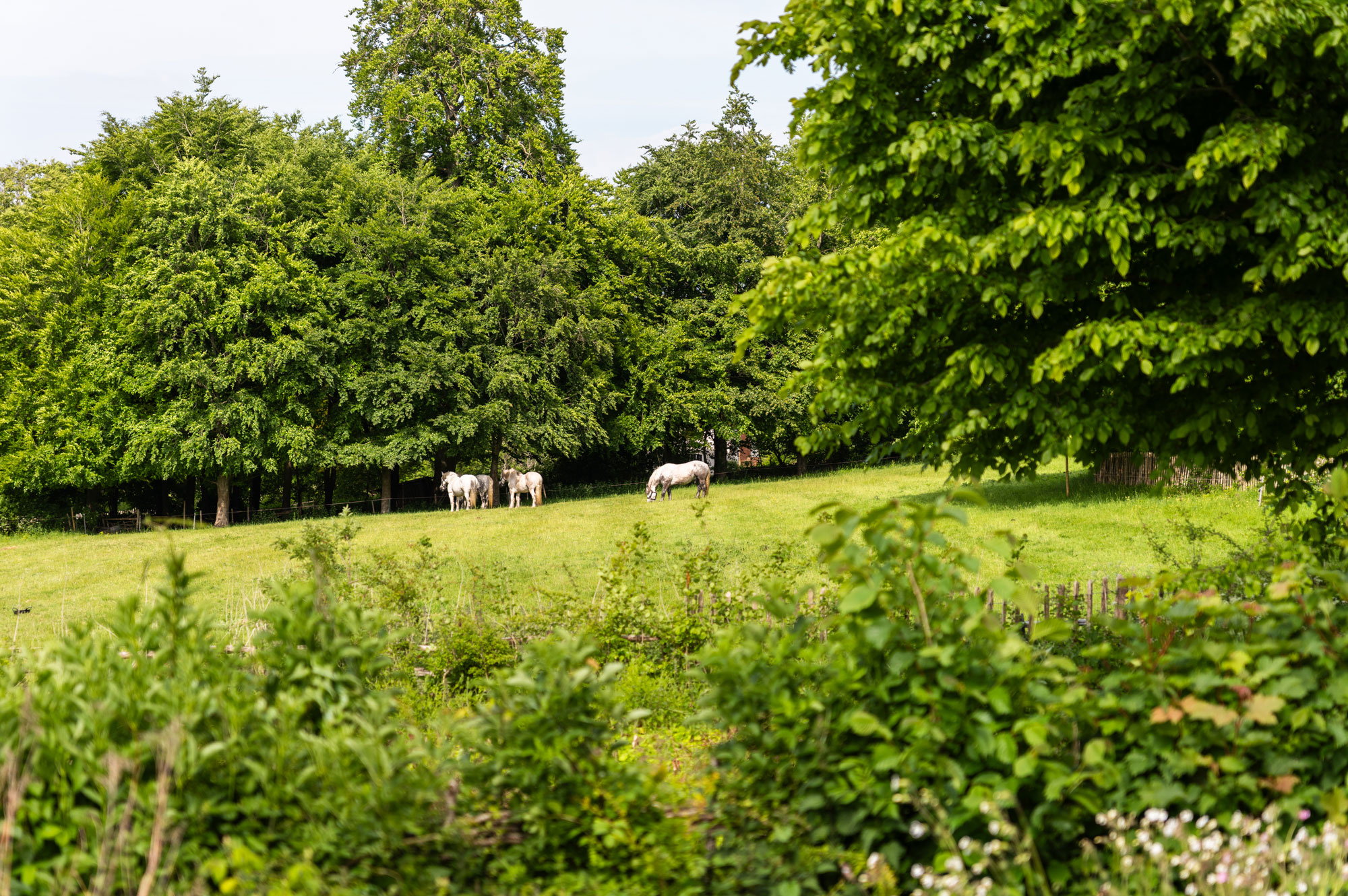 Eine von Bäumen umgebene saftige Weide, auf der an einem Sommertag vier weiße Pferde grasen.