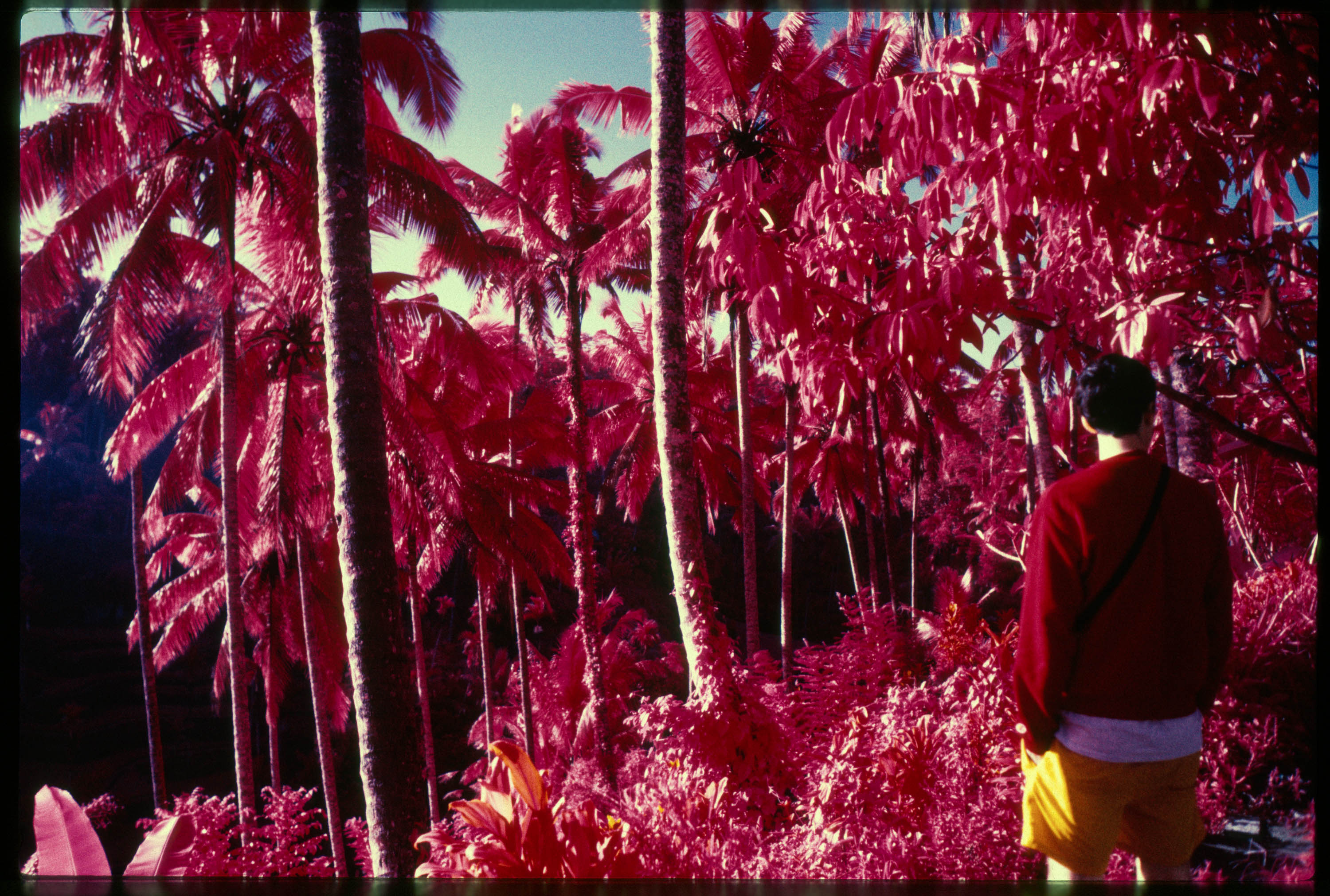 Auf Infrarotfilm festgehaltenes Foto einer Person, die zwischen rosa Palmen steht. Aufgenommen von Ben Anderson auf einem Kodak Aerochrome-Film.