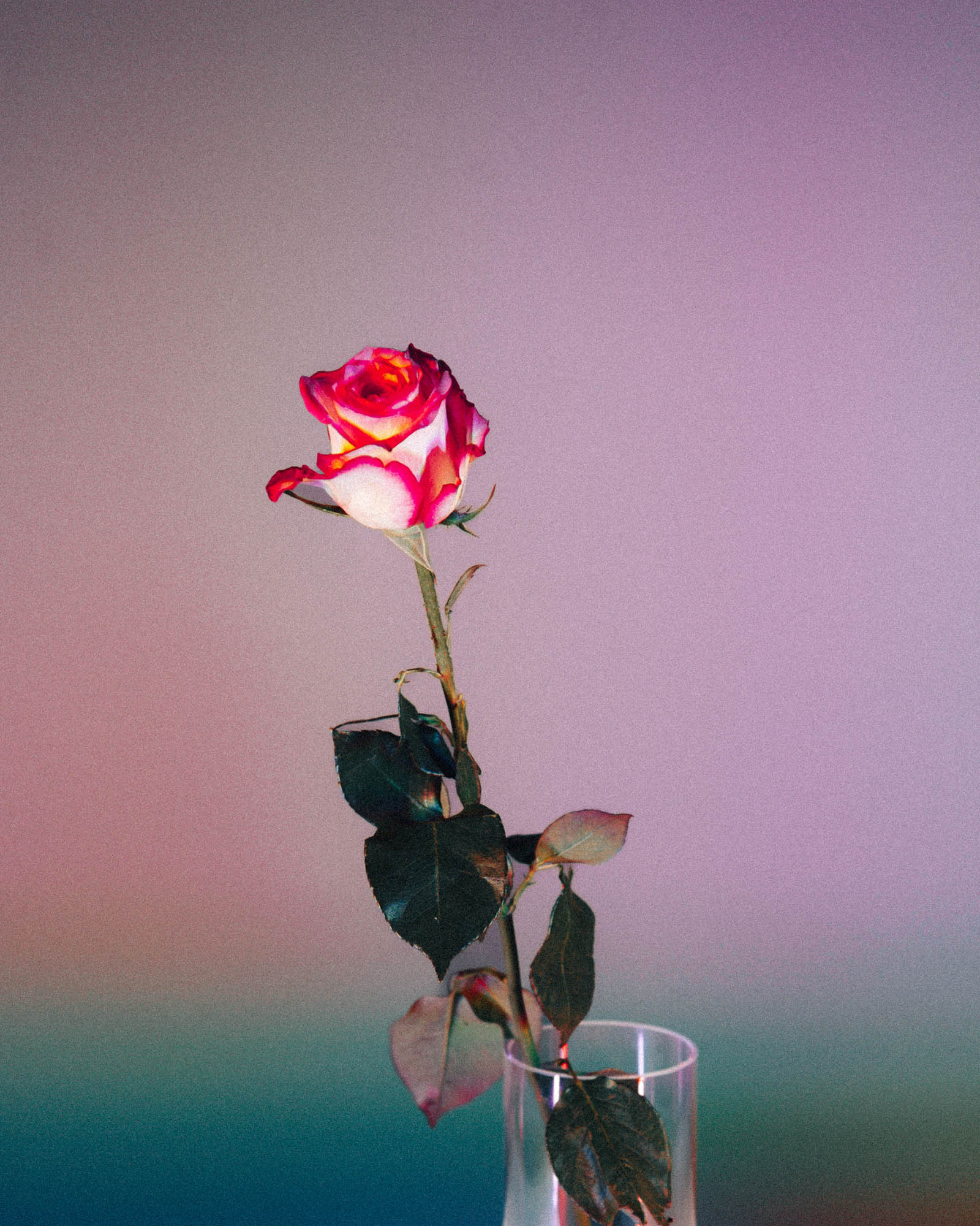 A rose in a glass vase on a pinkish and bluish background. Shot on the Nikon D700 by Ian Howorth.