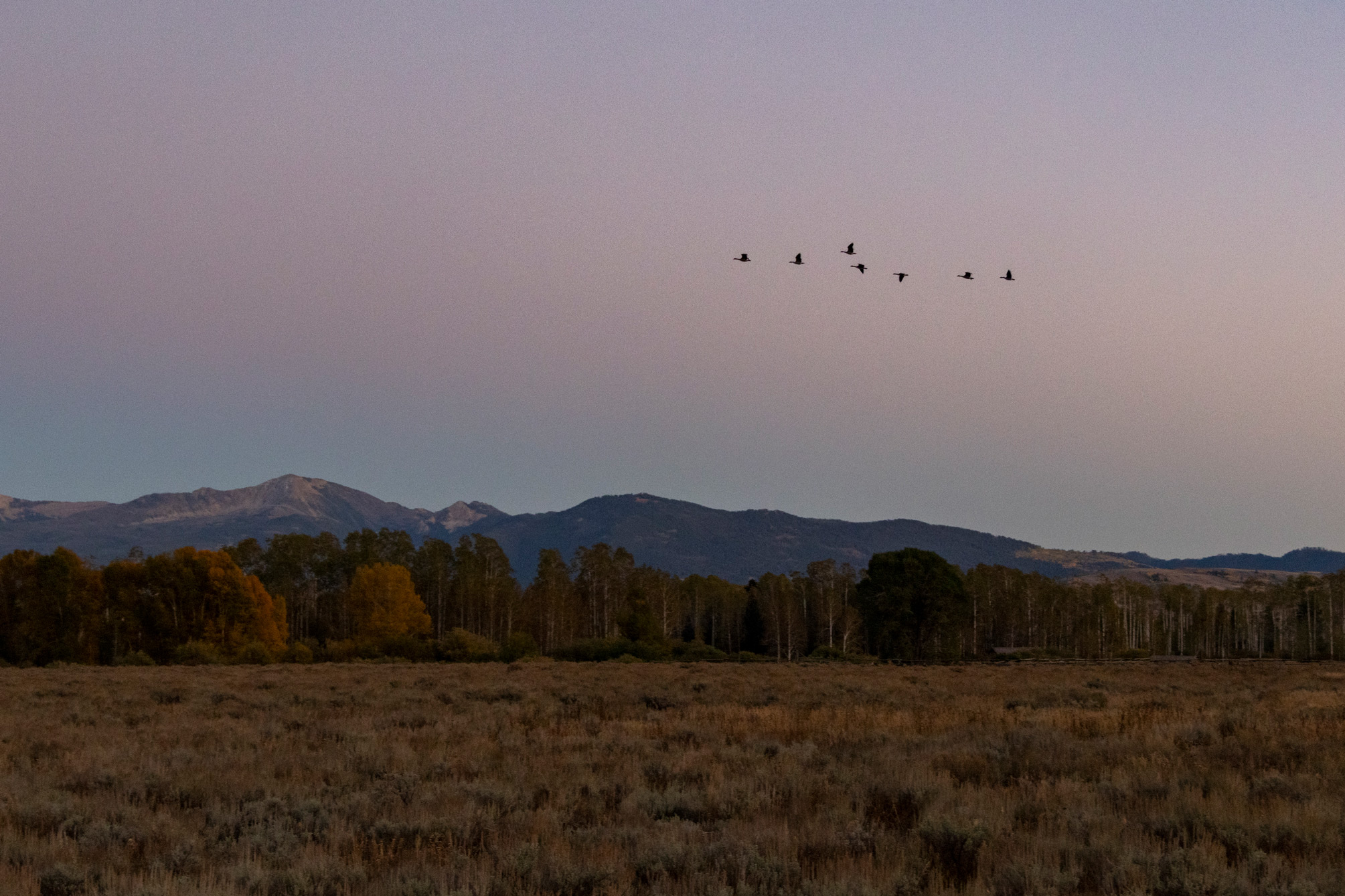 Fliegende Vögel im Grand Teton National Park in Wyoming bei Sonnenuntergang. Aufgenommen von Kristi Townsend mit einer Canon EOS R7.