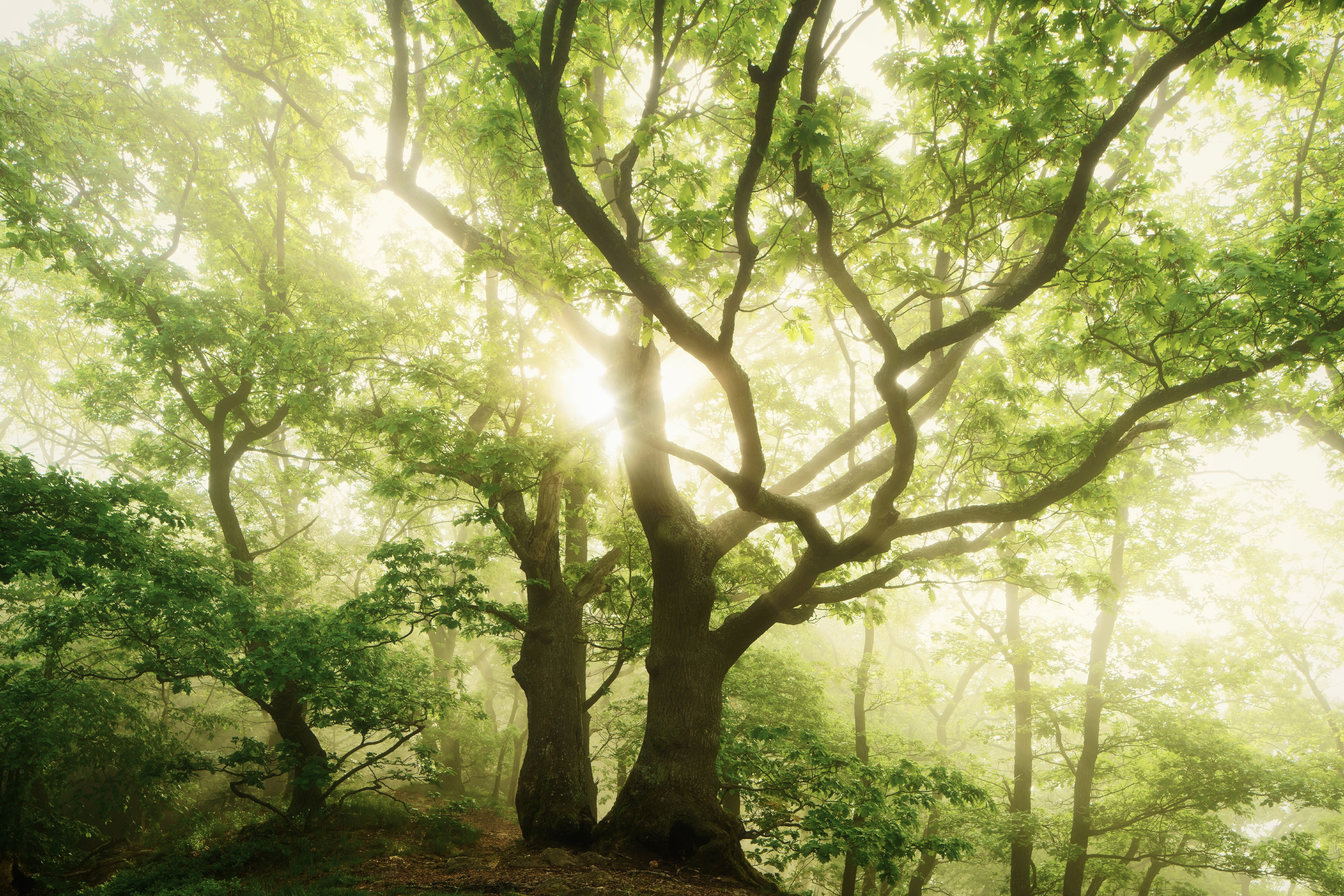 Waldfoto nahe dem Großen Feldberg im Taunus, auf dem sanftes Licht durch die dichten Baumkronen des Mischwaldes fällt und für eine ruhige Atmosphäre sorgt. Aufgenommen von Kilian Schönberger mit einer Sony Alpha 7R II.
