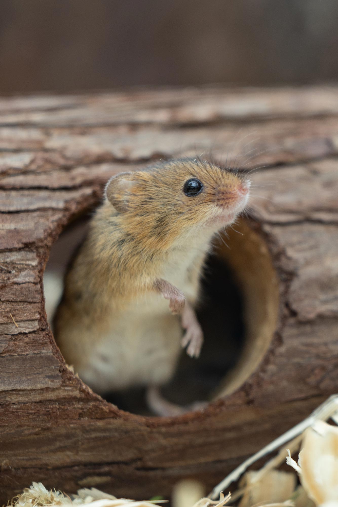 A singular mouse popping out of a circular hole in a log, its features detailed and in focus.