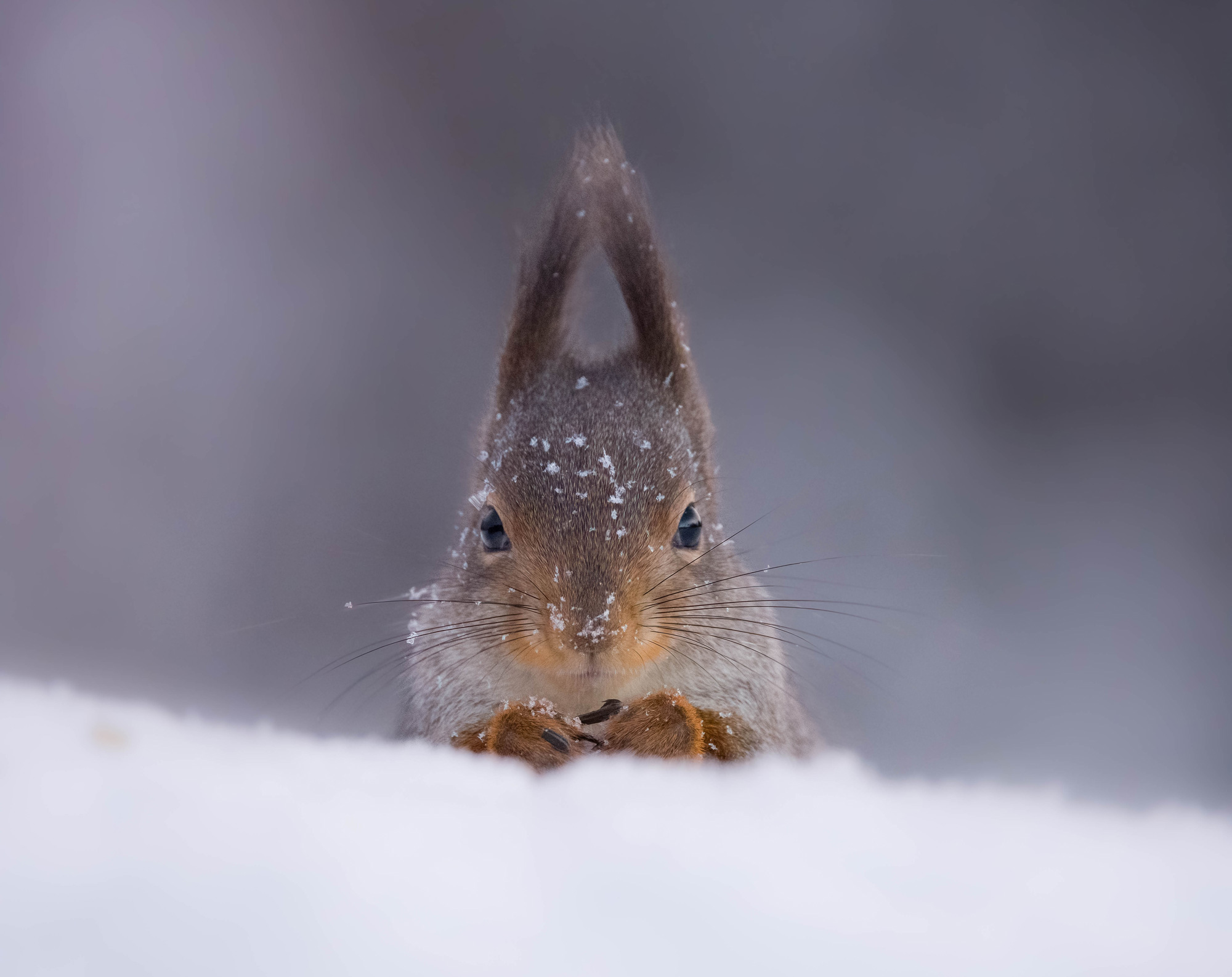 Eine Nahaufnahme eines roten Eichhörnchens im Schnee in Nordschweden, aufgenommen mit einer Canon EOS R5 von Hannah Stitfall
