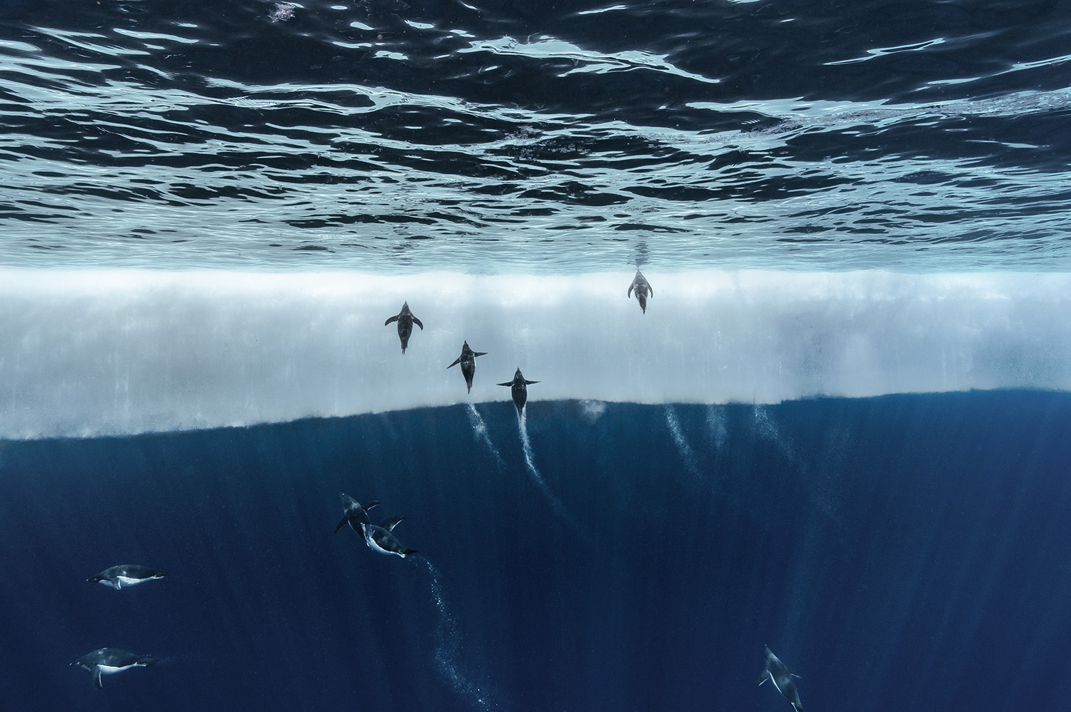 その他 Gombessa Laurent Ballesta MPB meets: Laurent Ballesta, Underwater Photographer | MPB
