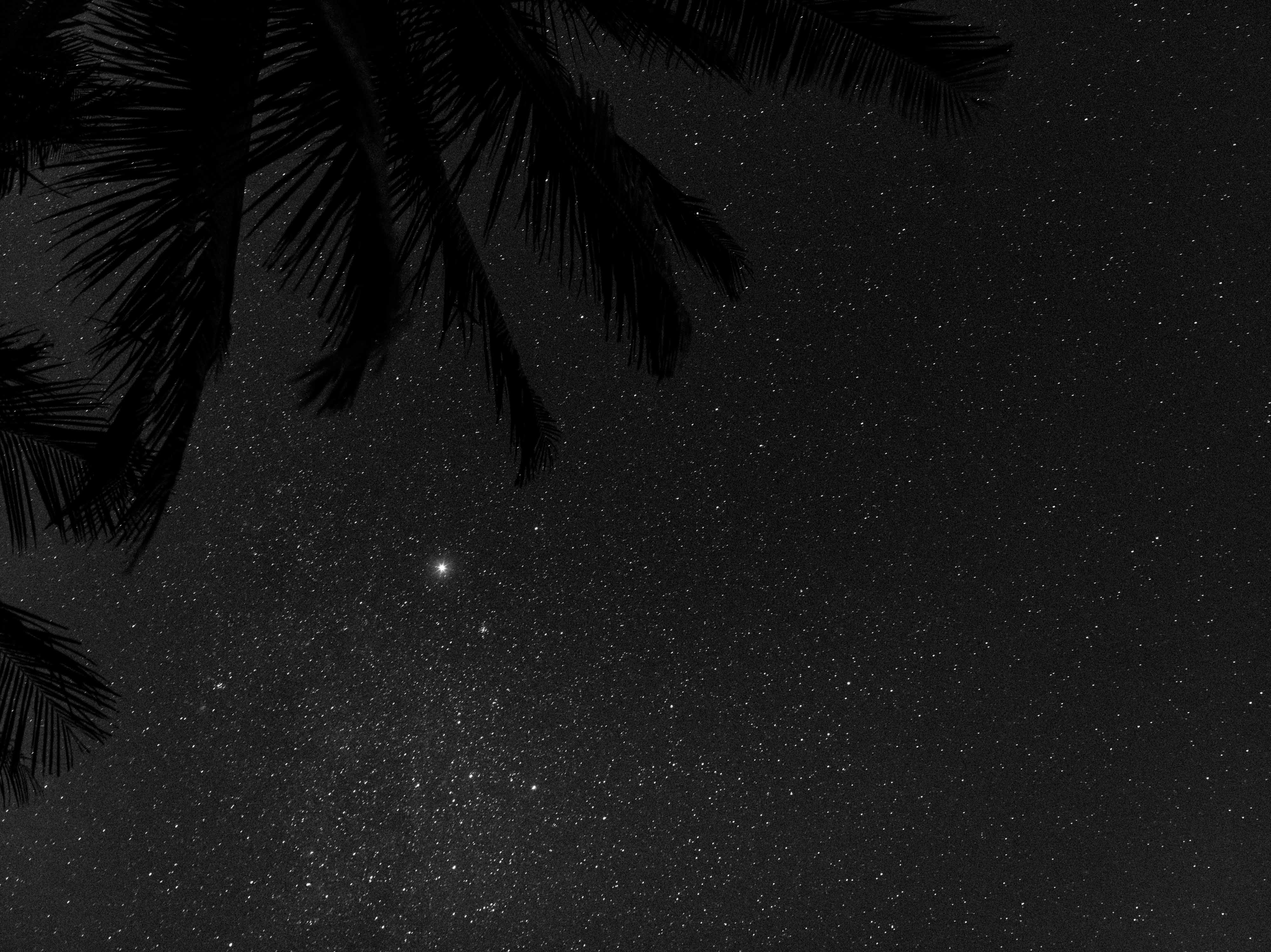 Zwart-wit foto van de nachtelijke hemel met een silhouet van een palmboom en een ster verlicht in de lucht, gefotografeerd door Ian Howorth met een Hasselblad X1D II middenformaat camera.