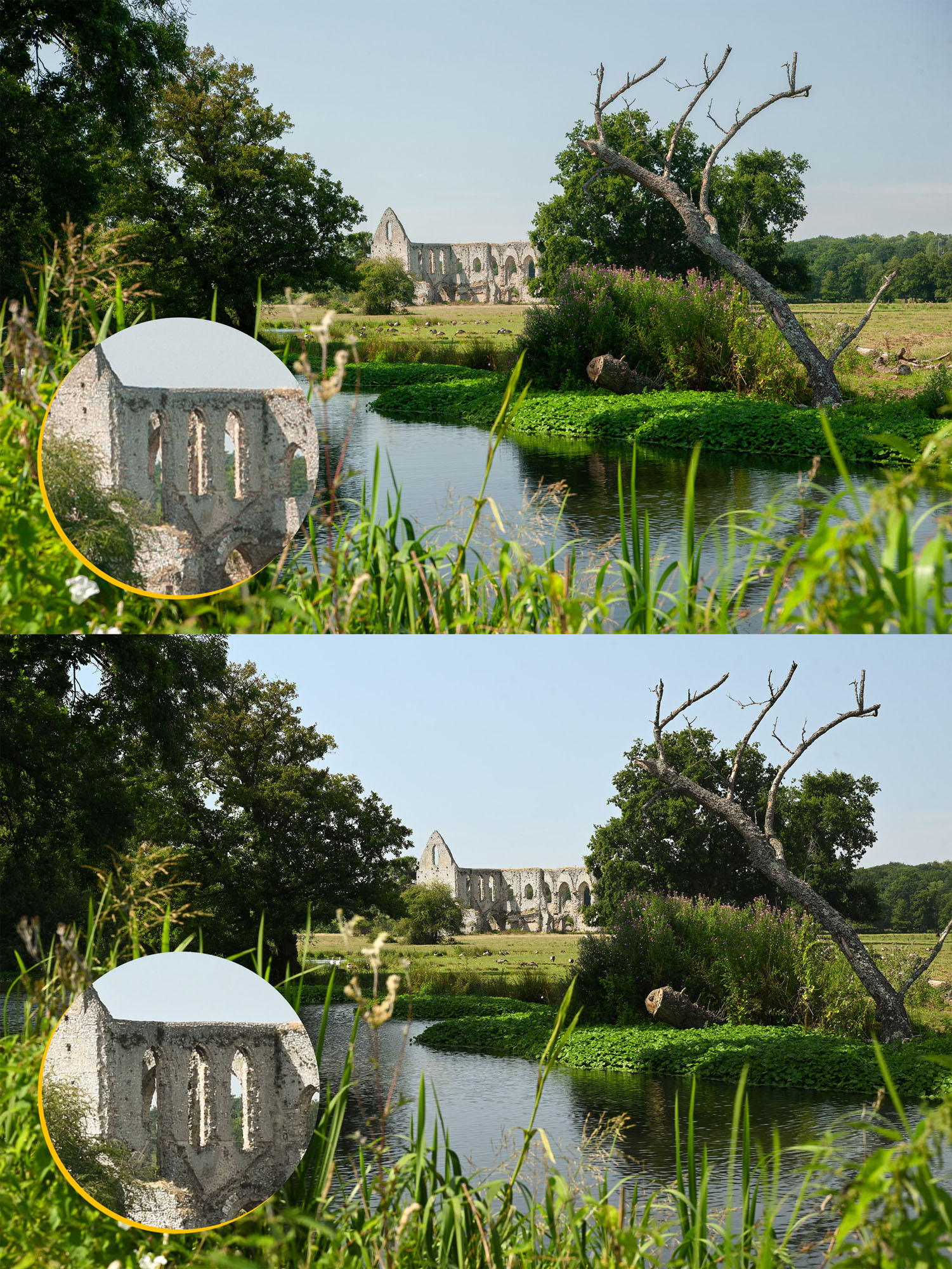 A composite of two images being compared for resolution in portrait orientation, one by the Nikon D700 and one by the Nikon Z7 II.
