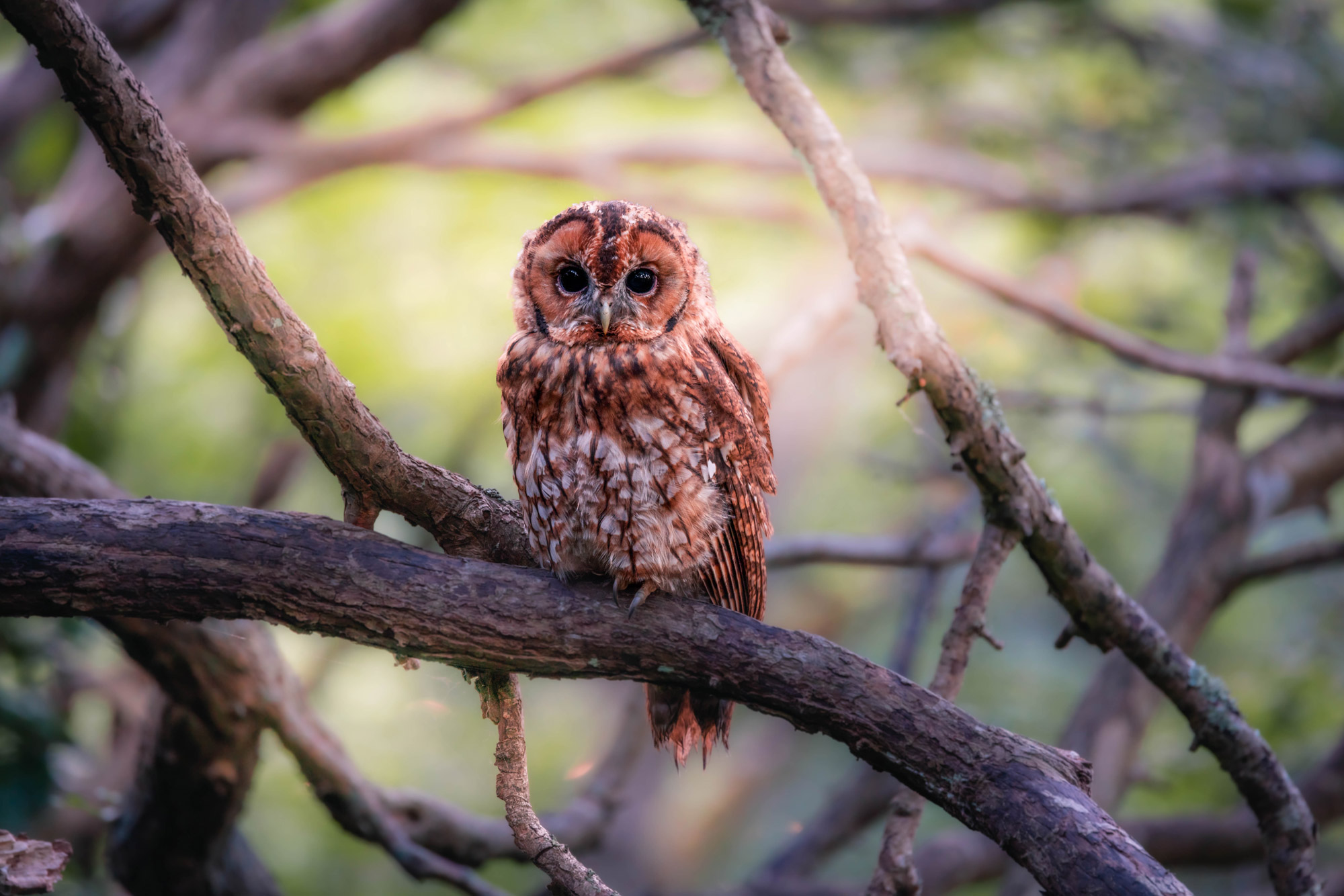 A tawny owl stands on a branch
