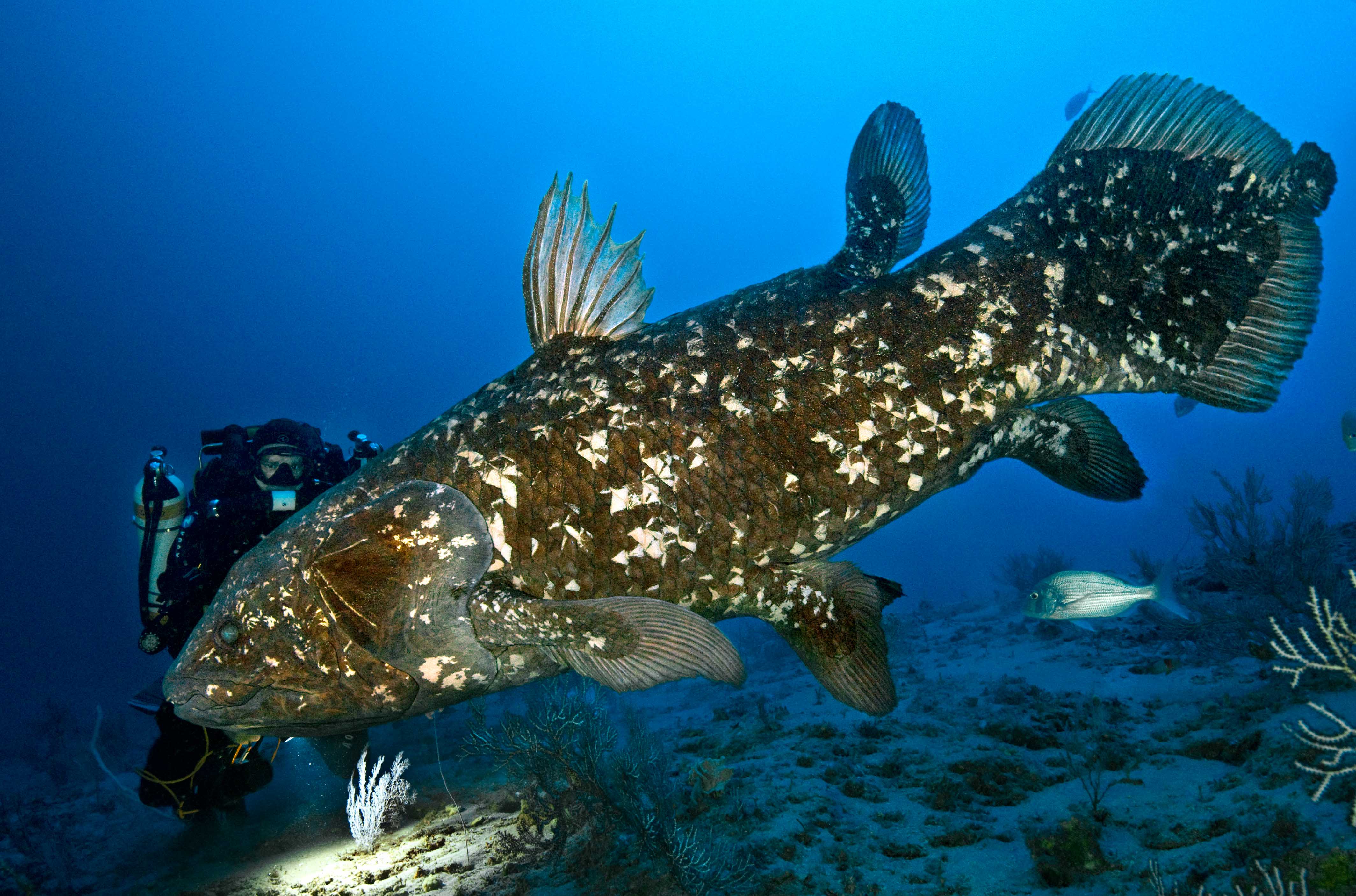 その他 Gombessa Laurent Ballesta MPB meets: Laurent Ballesta, Underwater Photographer | MPB
