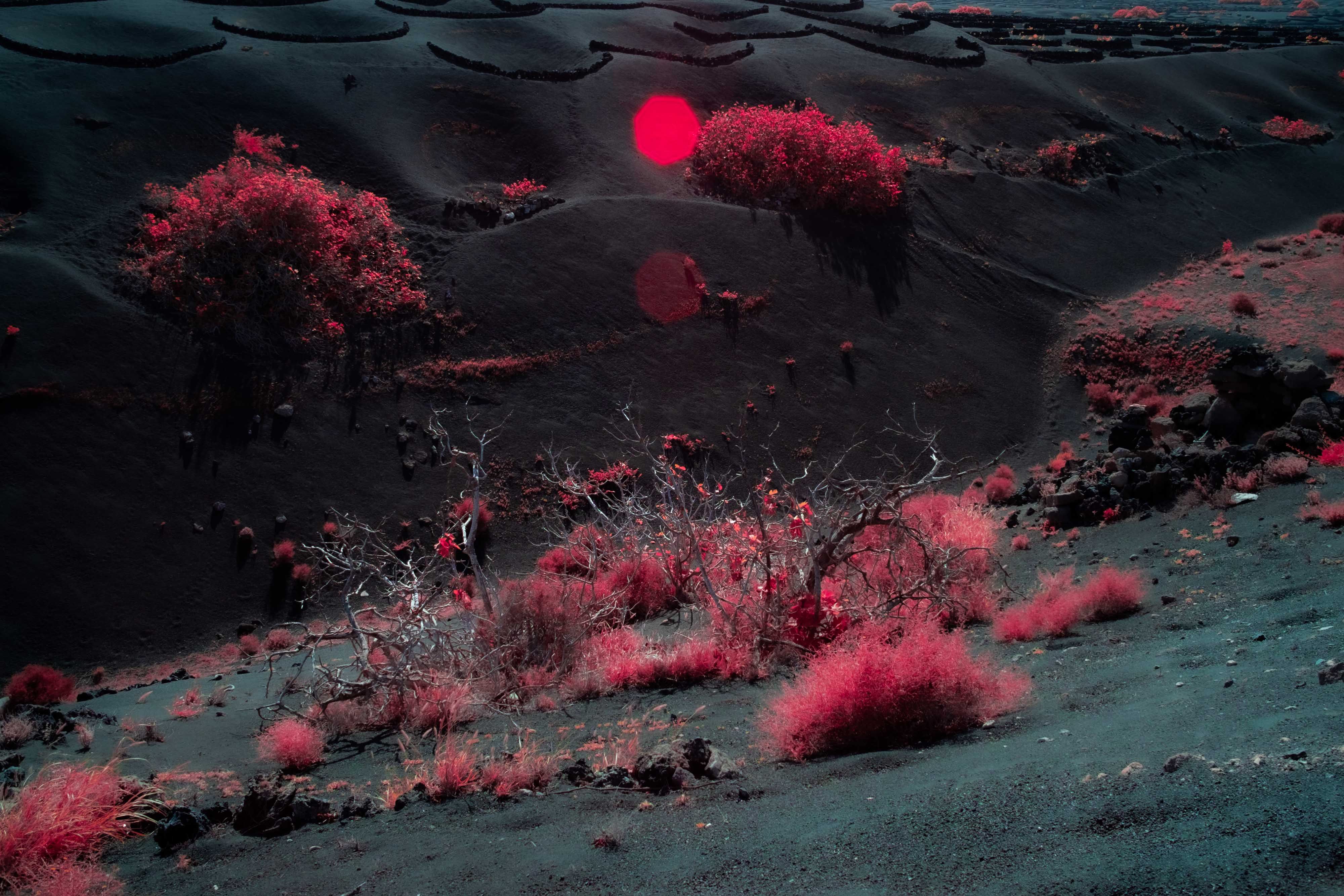 An infrared photo of bright pink scrub growing in dark volcanic soil in Lanzarote, shot by Ian Howorth with an IR-Converted Fujifilm X-T1