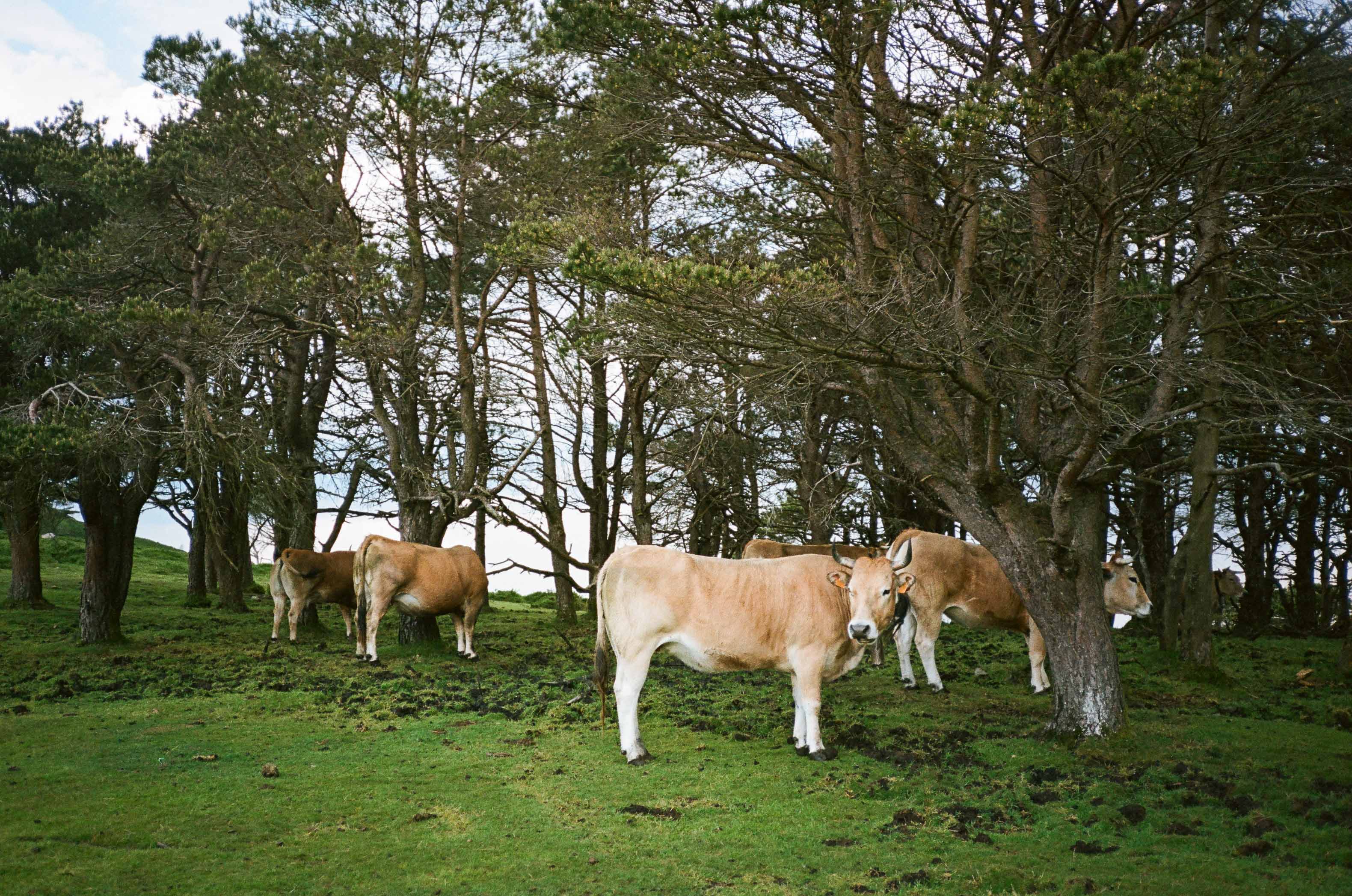 A few Asturian Valley Cows mooch about in the high hills of Asturias, Spain. By Connor Redmond.