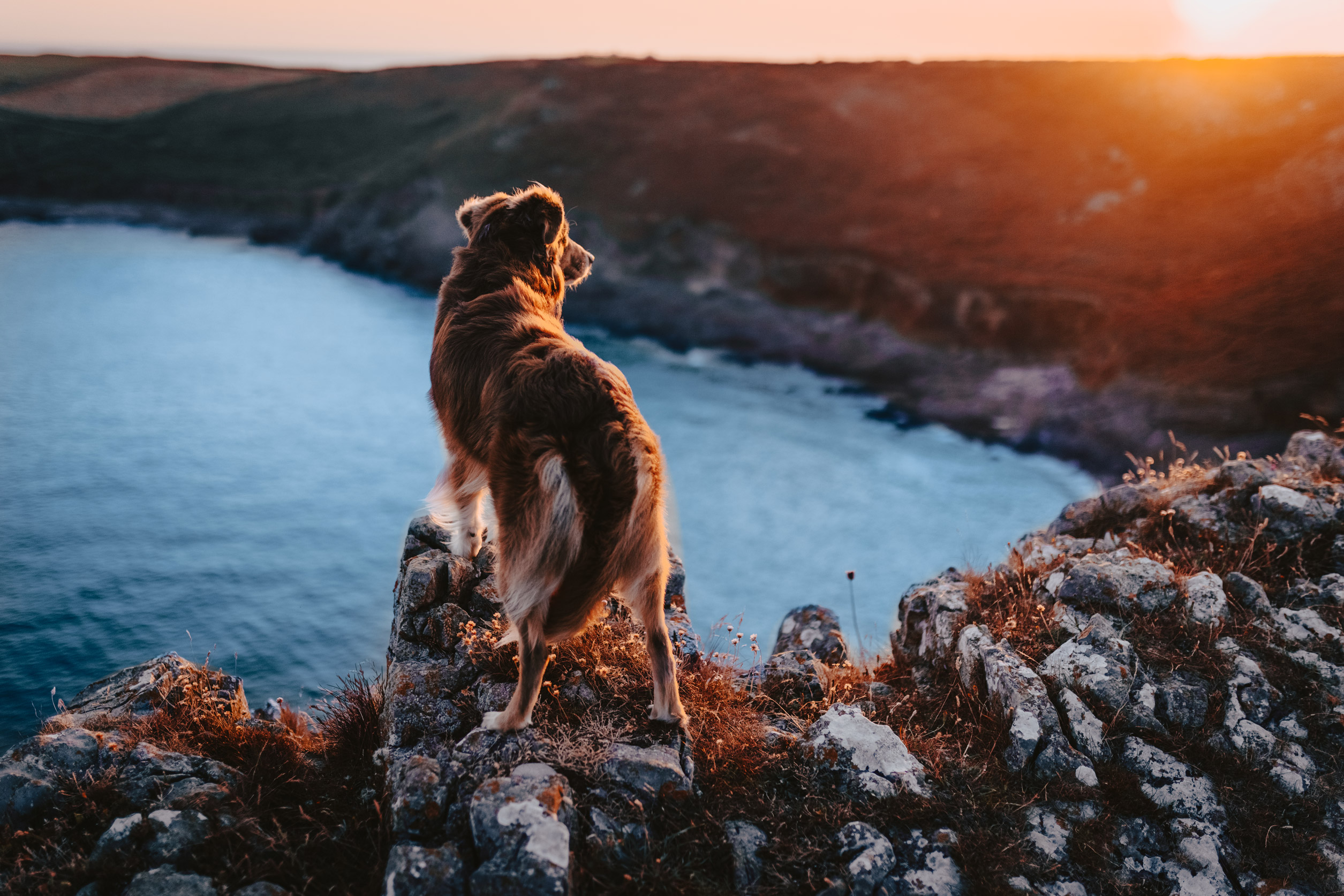 Hund, der bei Sonnenuntergang auf einer Klippe sitzt und auf eine Meeresbucht blickt. Aufgenommen von Lea Heldt.