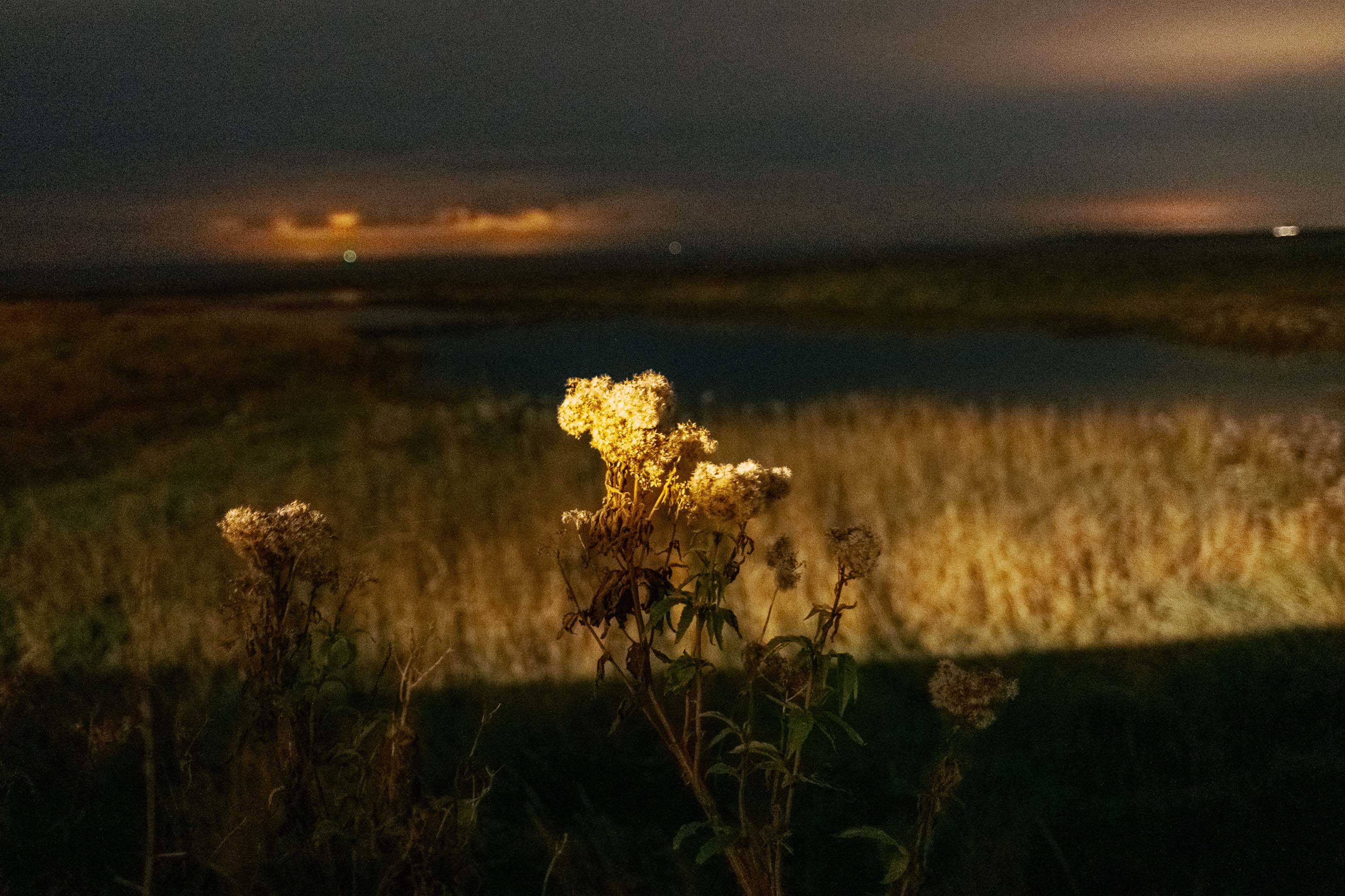 A flower at night in Pegwell Bay. Taken on the Fujifilm X100VI by Connor Redmond.