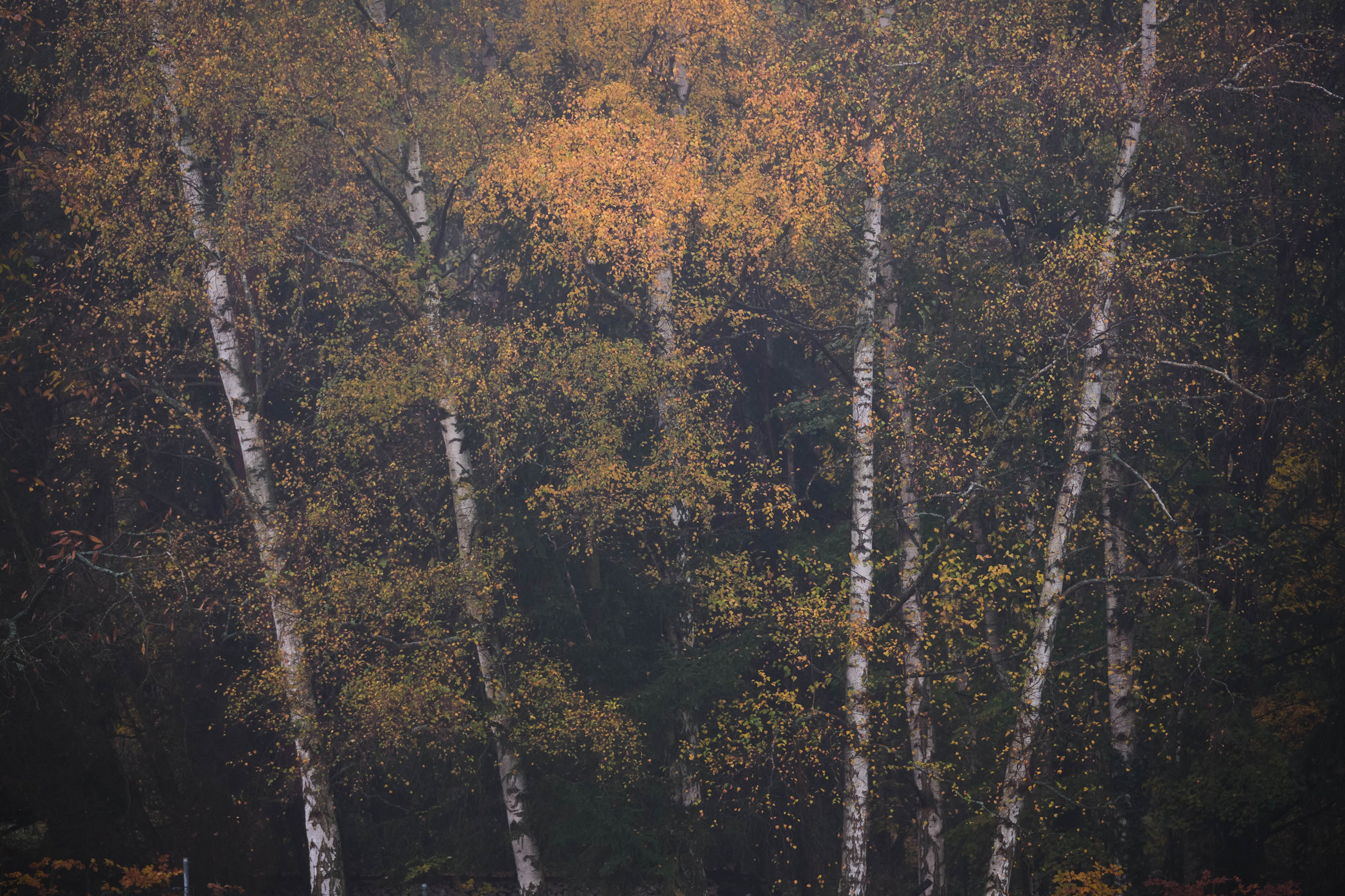 Vue d'une forêt de bouleaux aux feuilles vertes et jaunes. Photo par Vivienne Arnold prise avec un Fujifilm X-H2S