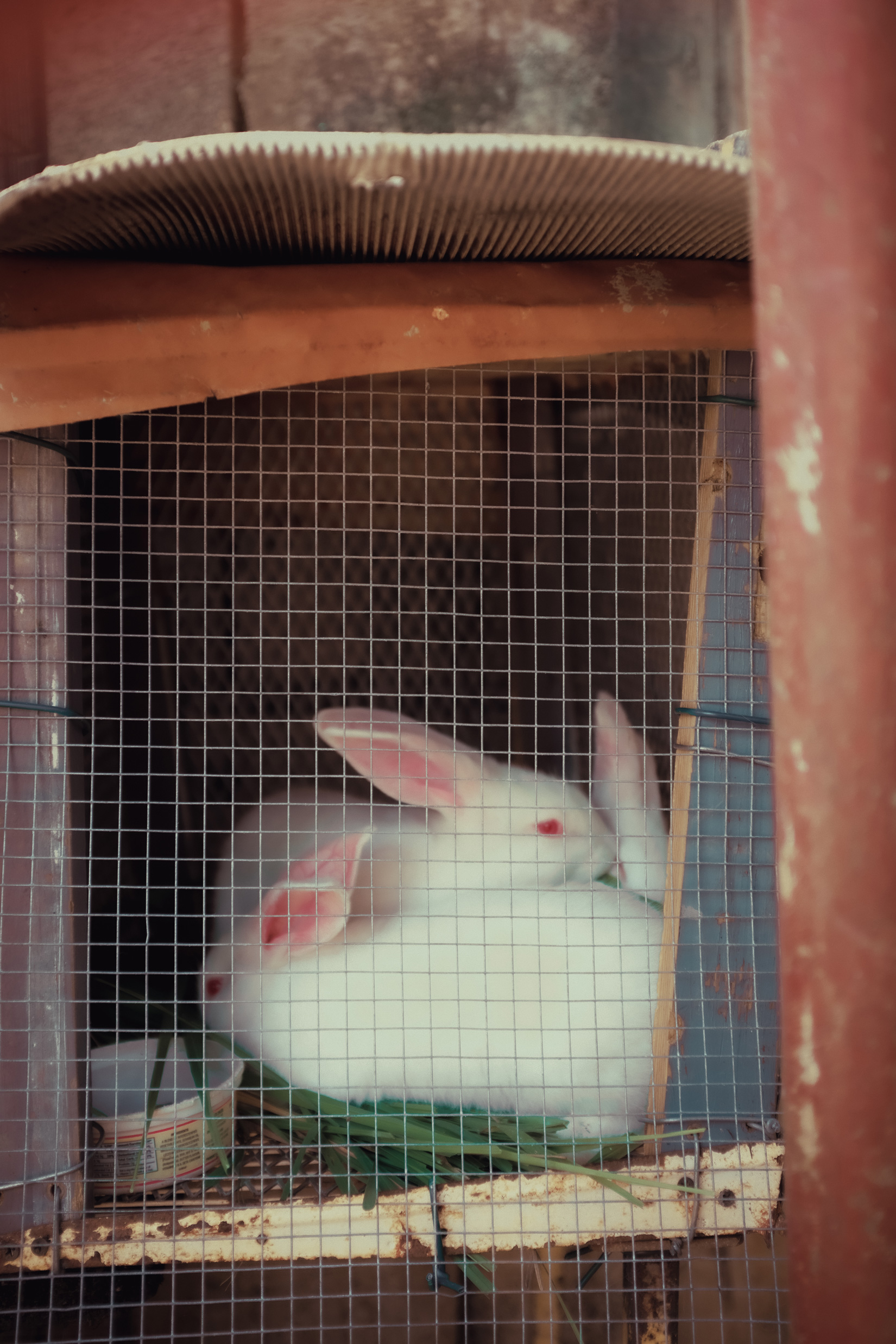 Two white bunnies in a cage