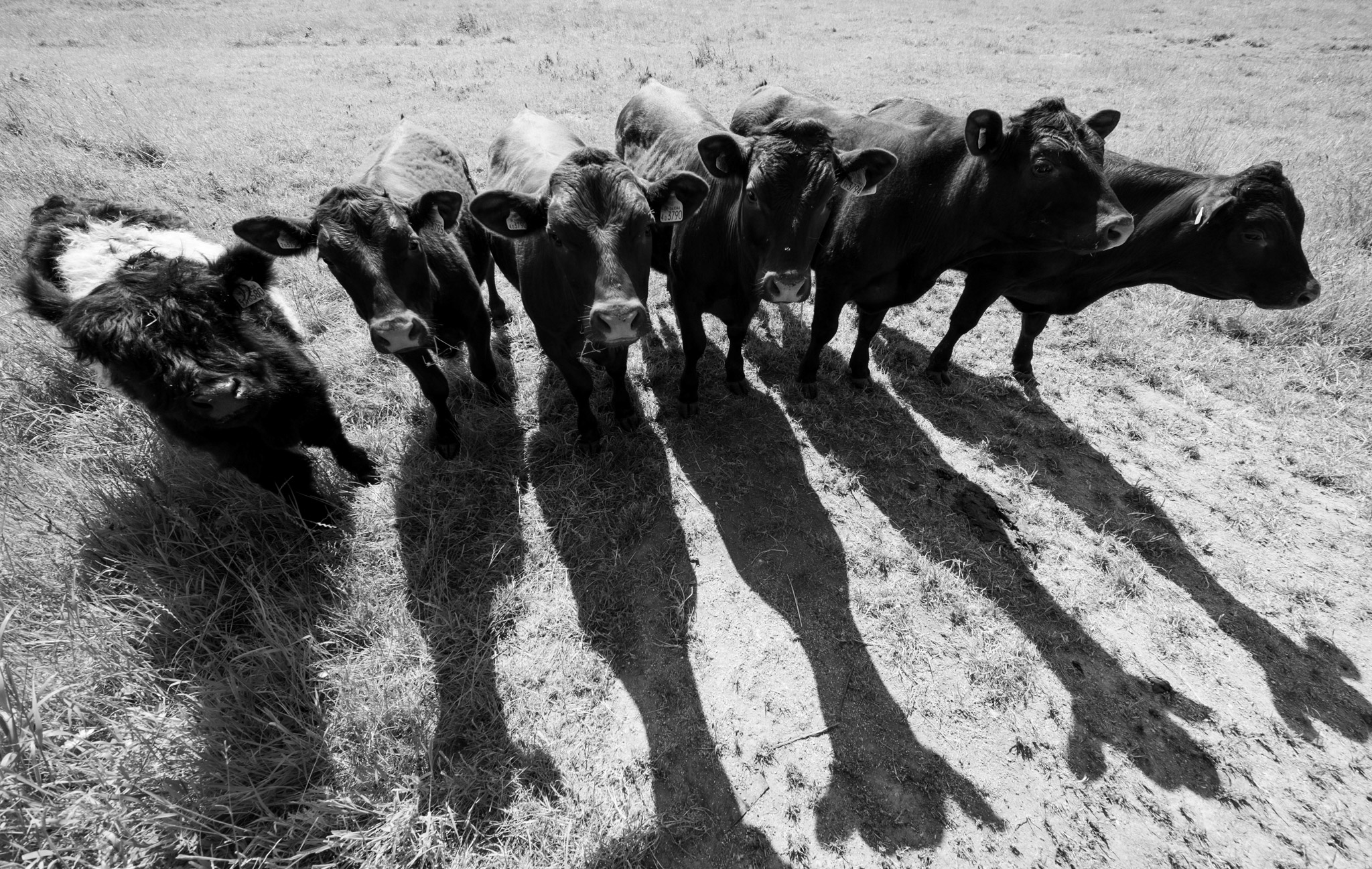 A heard of cows in black and white in a field taken on a very wide-angle lens