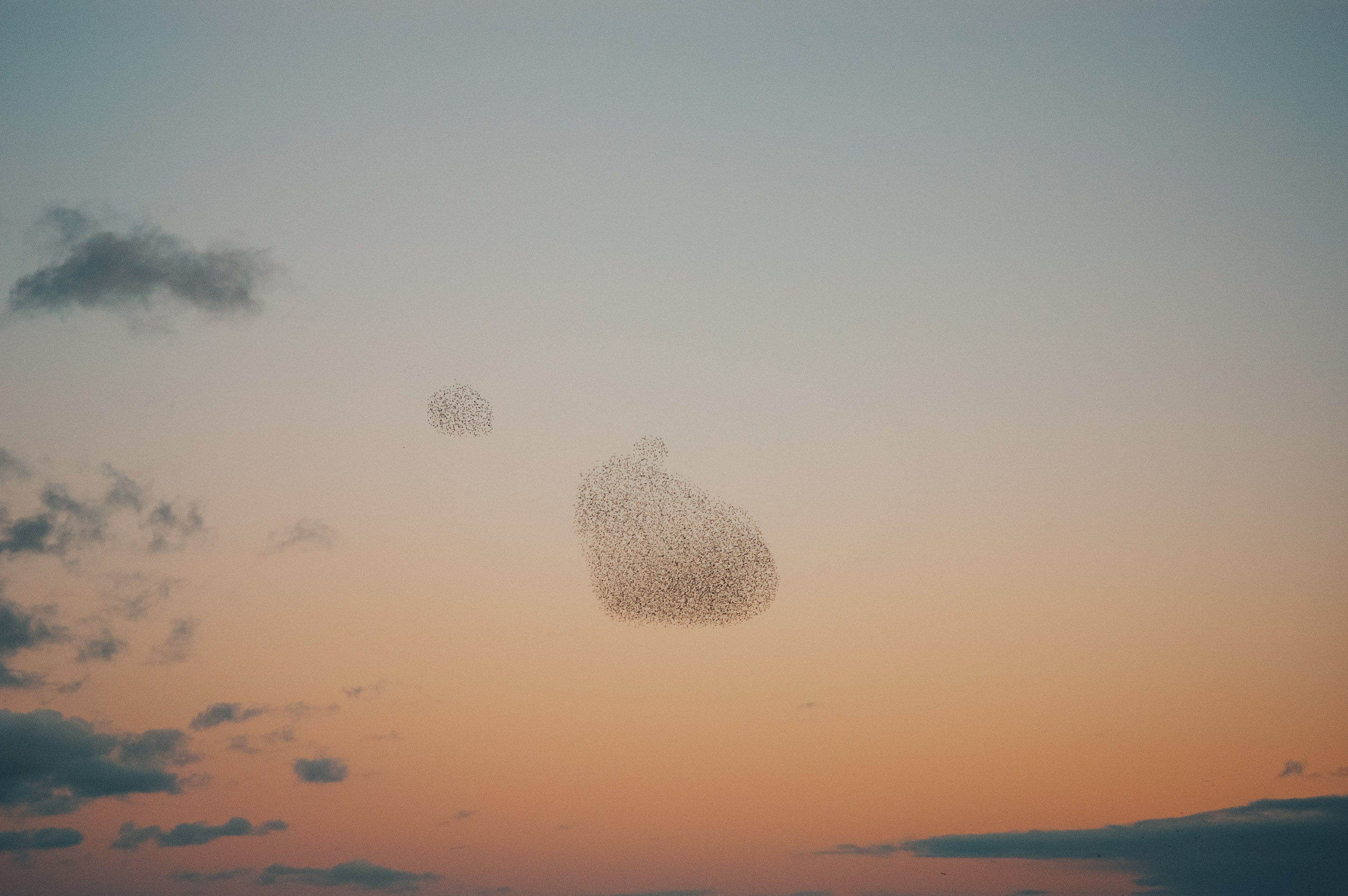 Bird murmuration in the sky at sunset. By Ian Howorth.