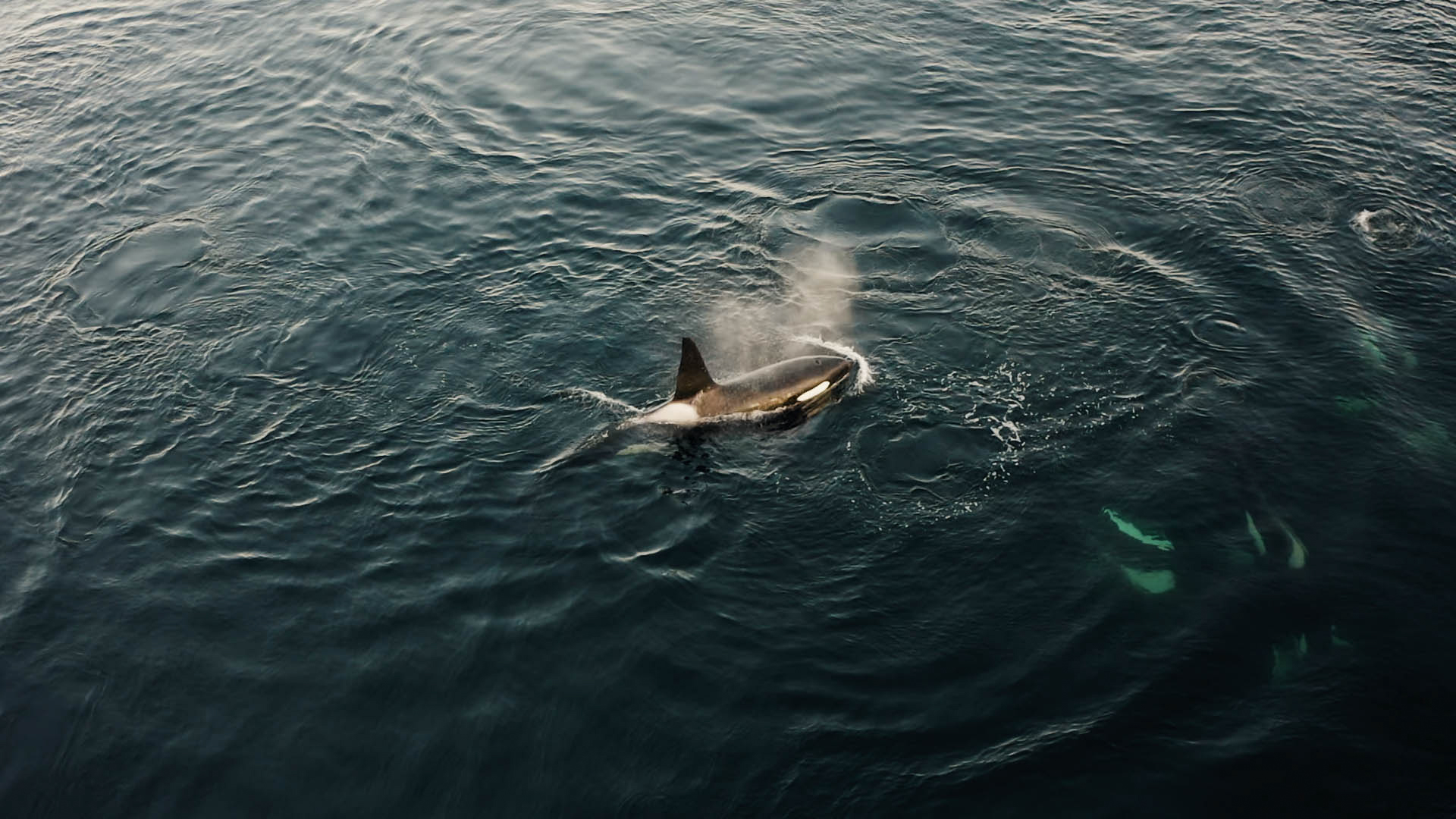 Een orka komt omhoog door de zee, een stilstaand beeld uit de korte film Truluck van Matt Cannon en Jake Smallwood.