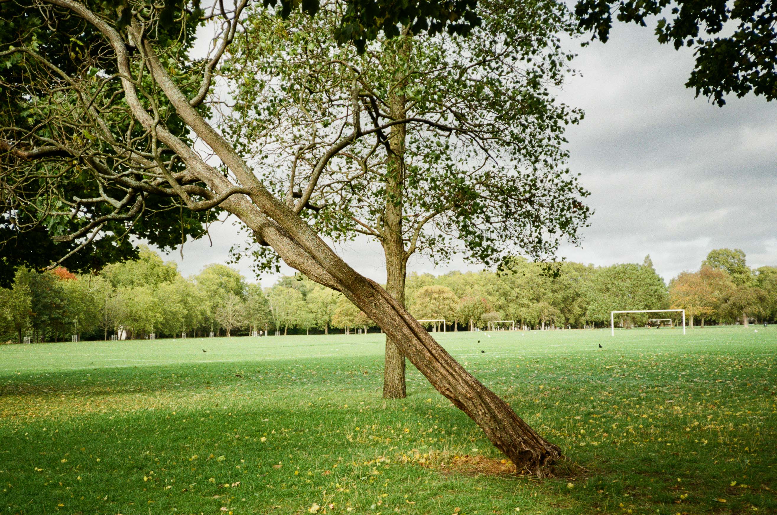 A tree that has become unrooted by the wind leans to the left of the frame. By Connor Redmond.