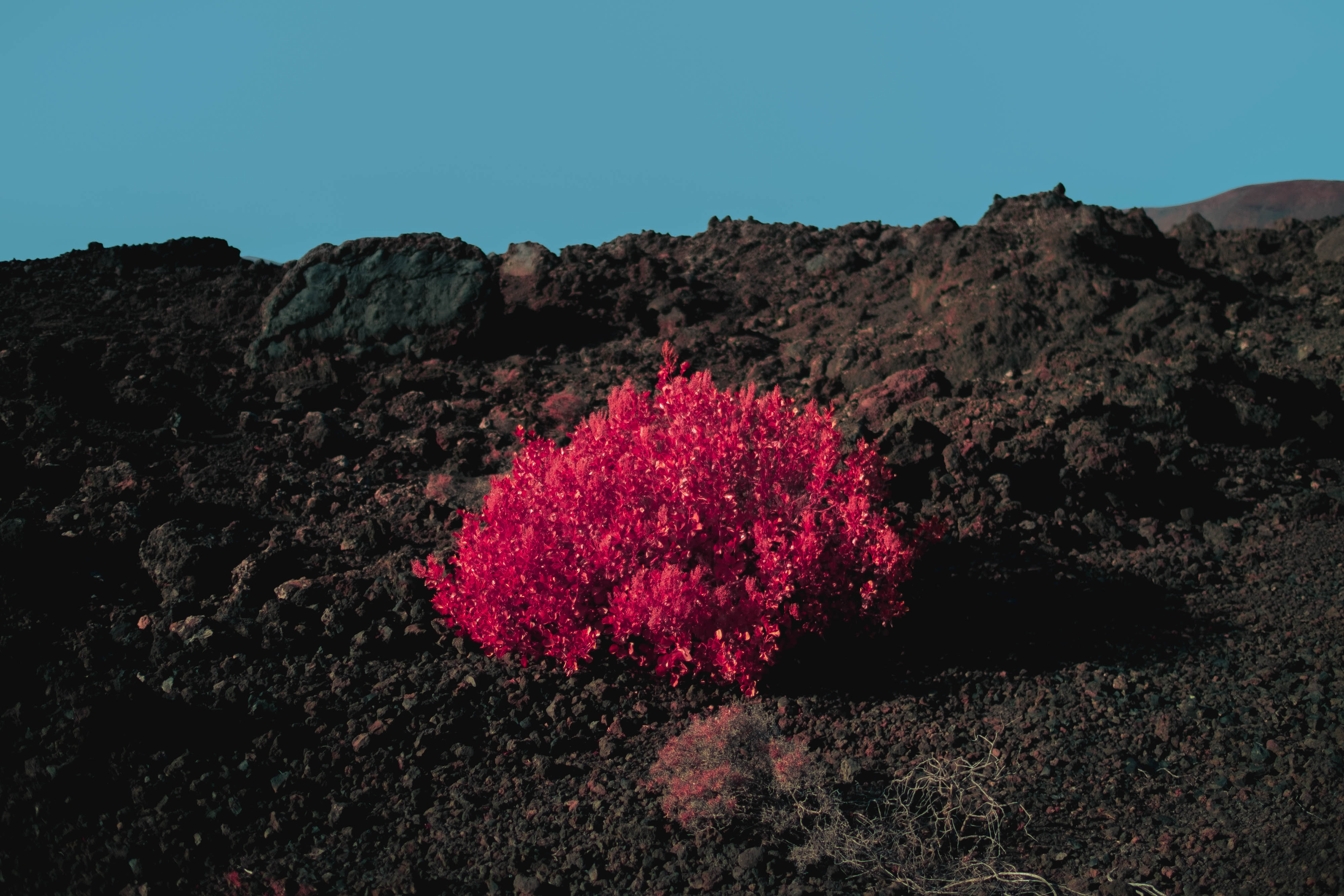 An infrared photo of a bright pink shrub growing in dark soil in Lanzarote, shot by Ian Howorth with an IR-Converted Fujifilm X-T1