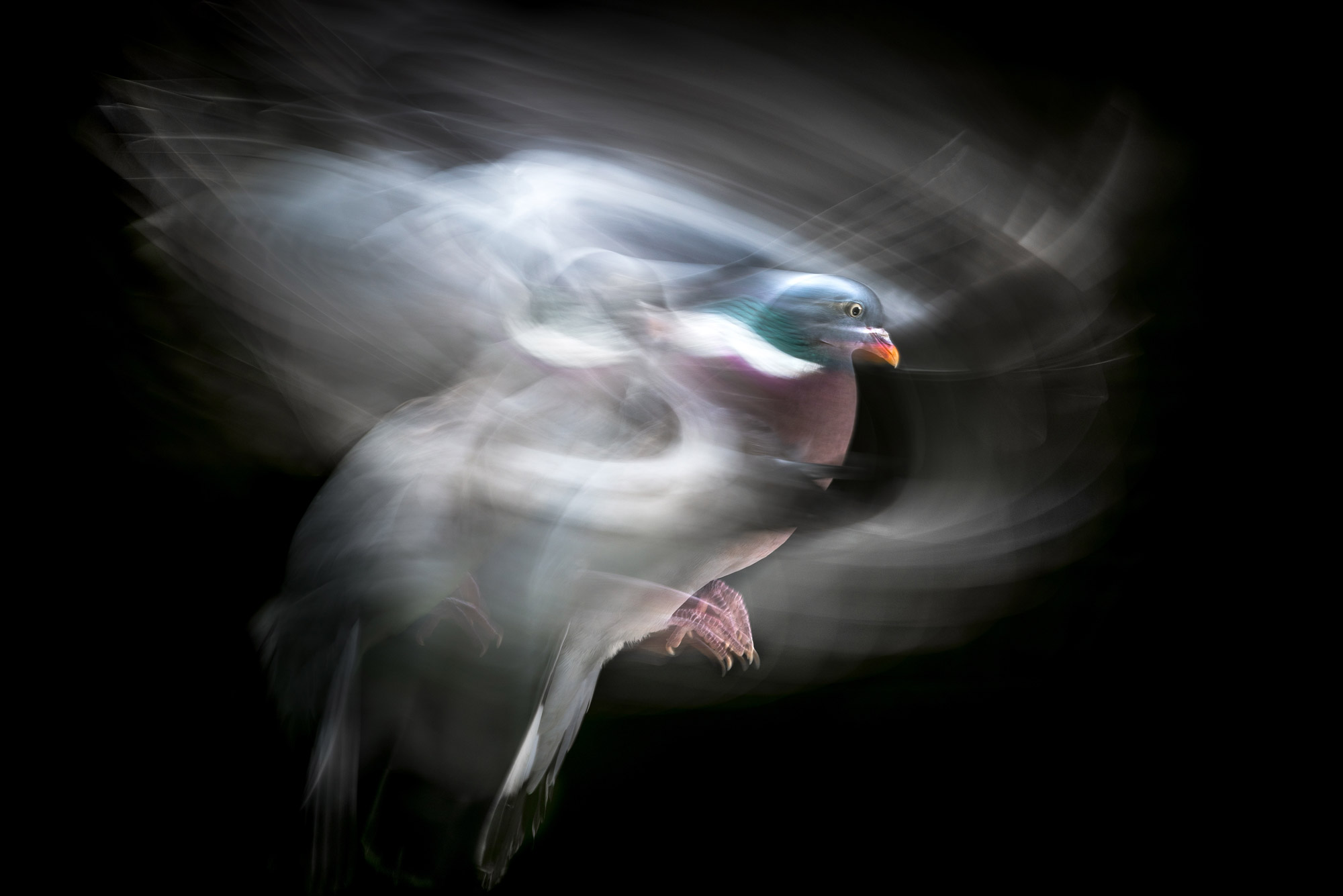 A pigeon’s wings create motion blur while moving, shot with a Nikon D810 by Richard Peters