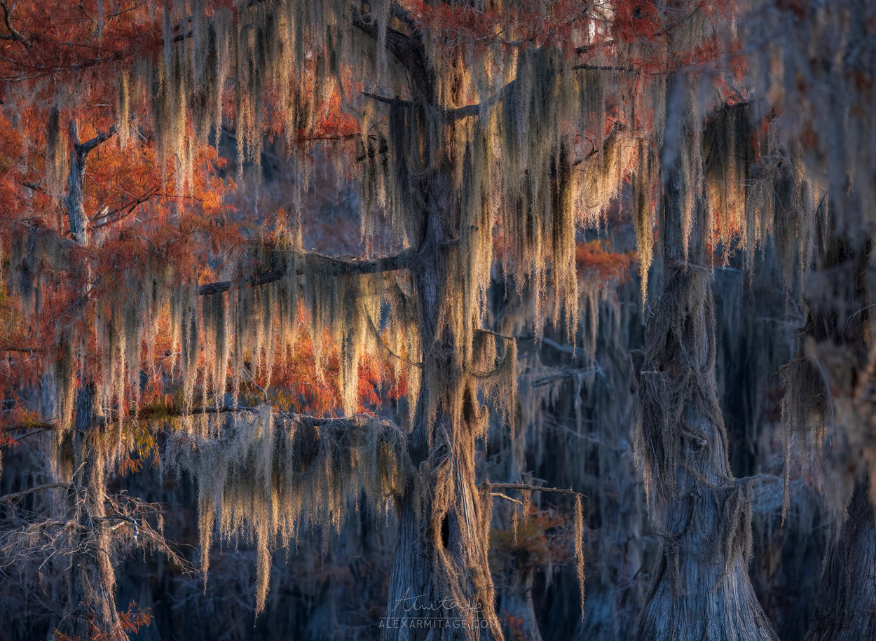 A swampy gray tree sits ahead of a red tree.