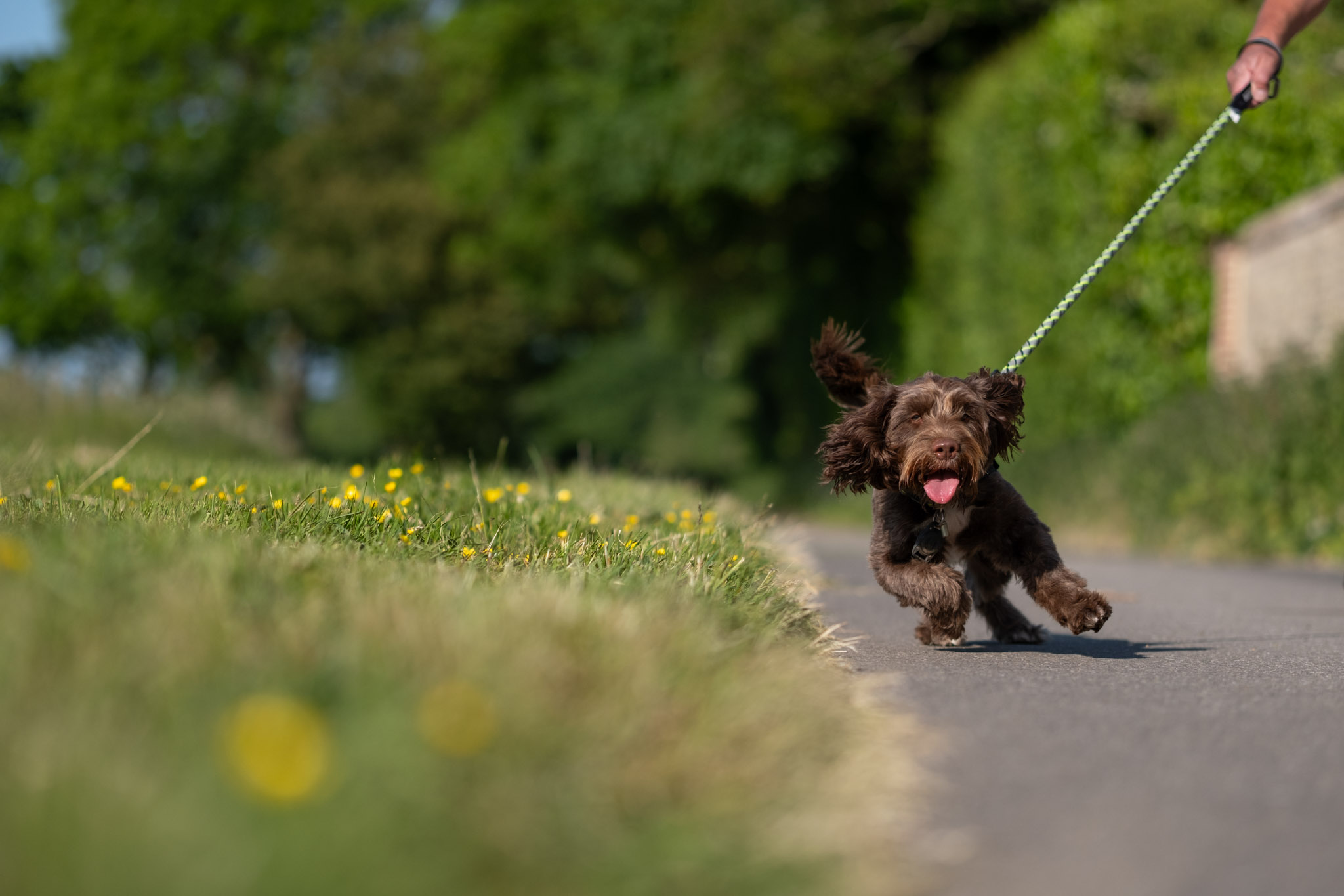 A dog on a lead running at the camera with its tongue out