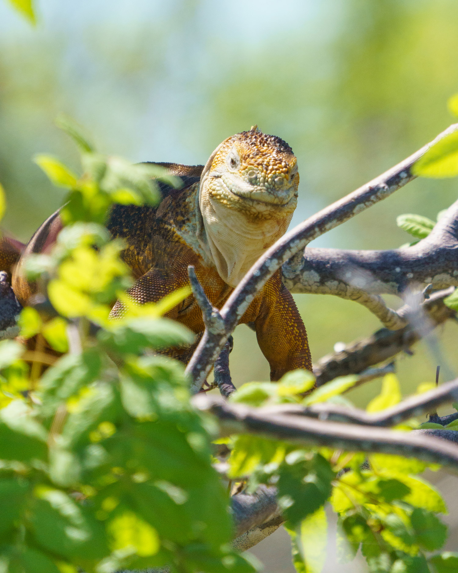 An Iguana in a tree on the The Galápagos Islands, shot by Sophie Green on the Sony A7S III and Sony FE 100-400mm f/4.5-5.6 GM OSS