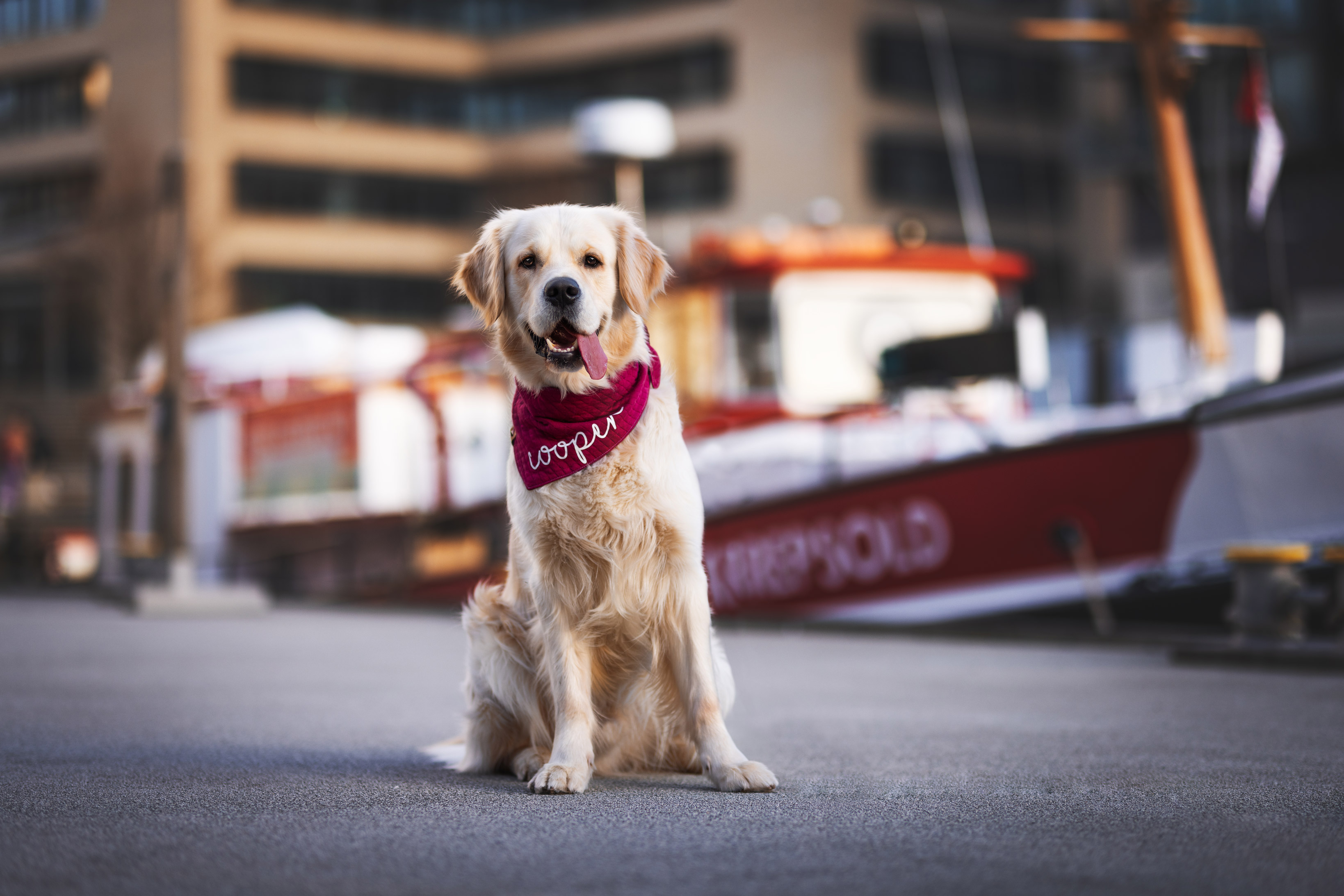 Dog with light fur and red scarf around its neck sits on grey asphalt, shot by Lea Heidt

