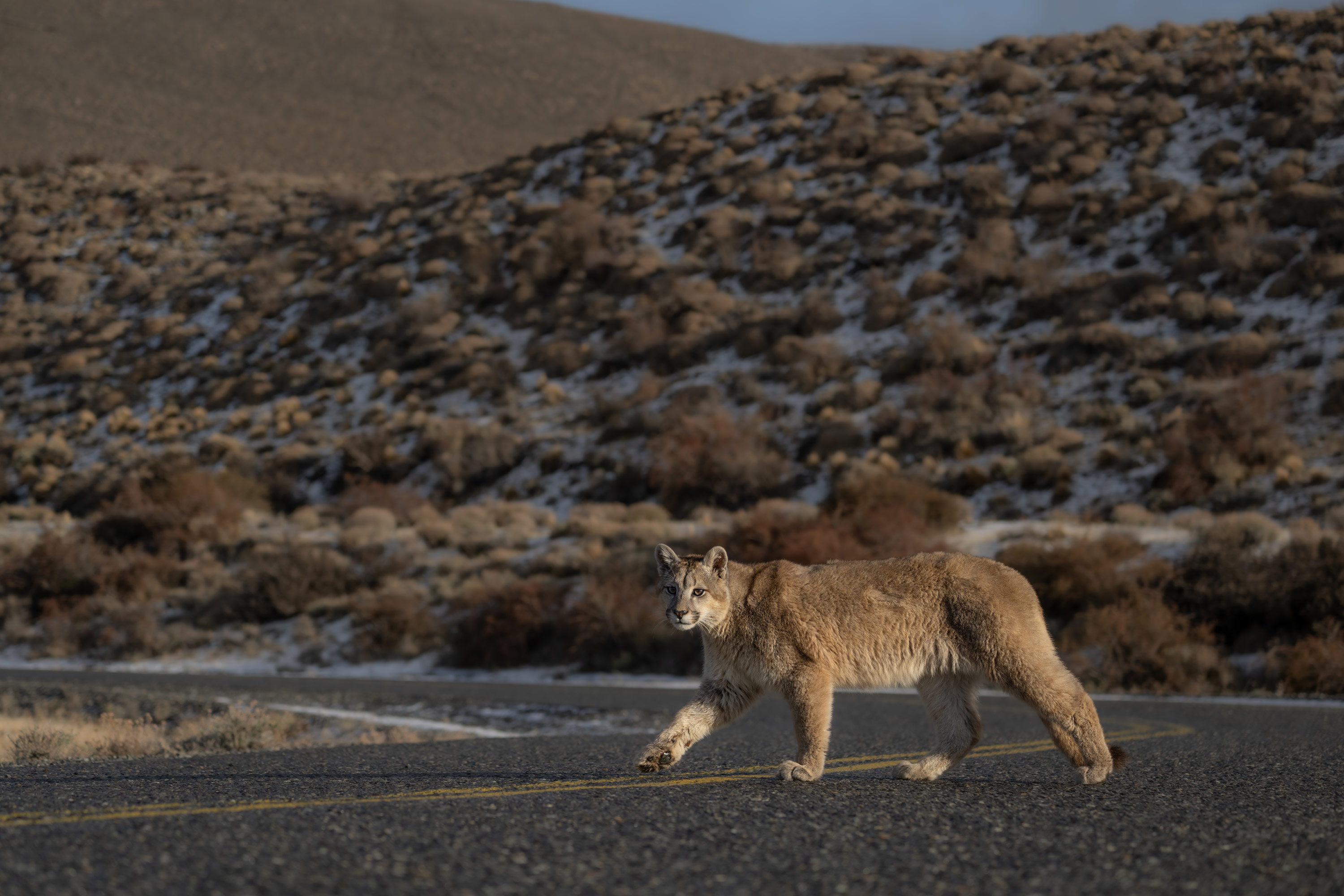 A puma walking across a road with an icy brush-covered hill in the background, photo by Lara Jackson with Nikon Z9 and Nikon Z 100-400mm f/4.5-5.6 VR S