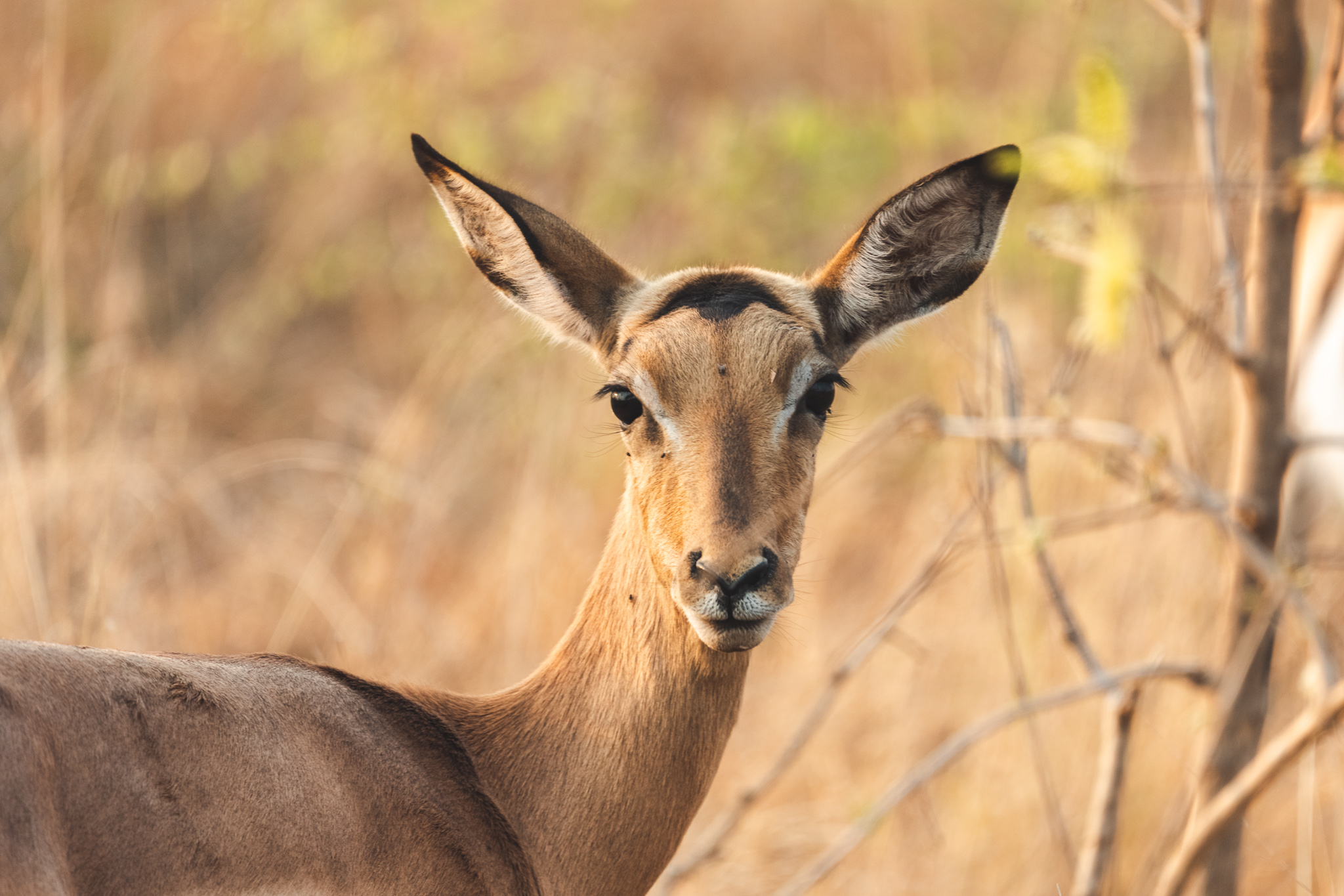 Impala kijkt naar de camera in het Kruger National Park